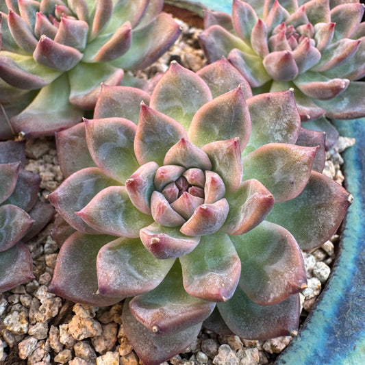 Echeveria' Bloom Fairy ' cluster, 5.0inches, I11