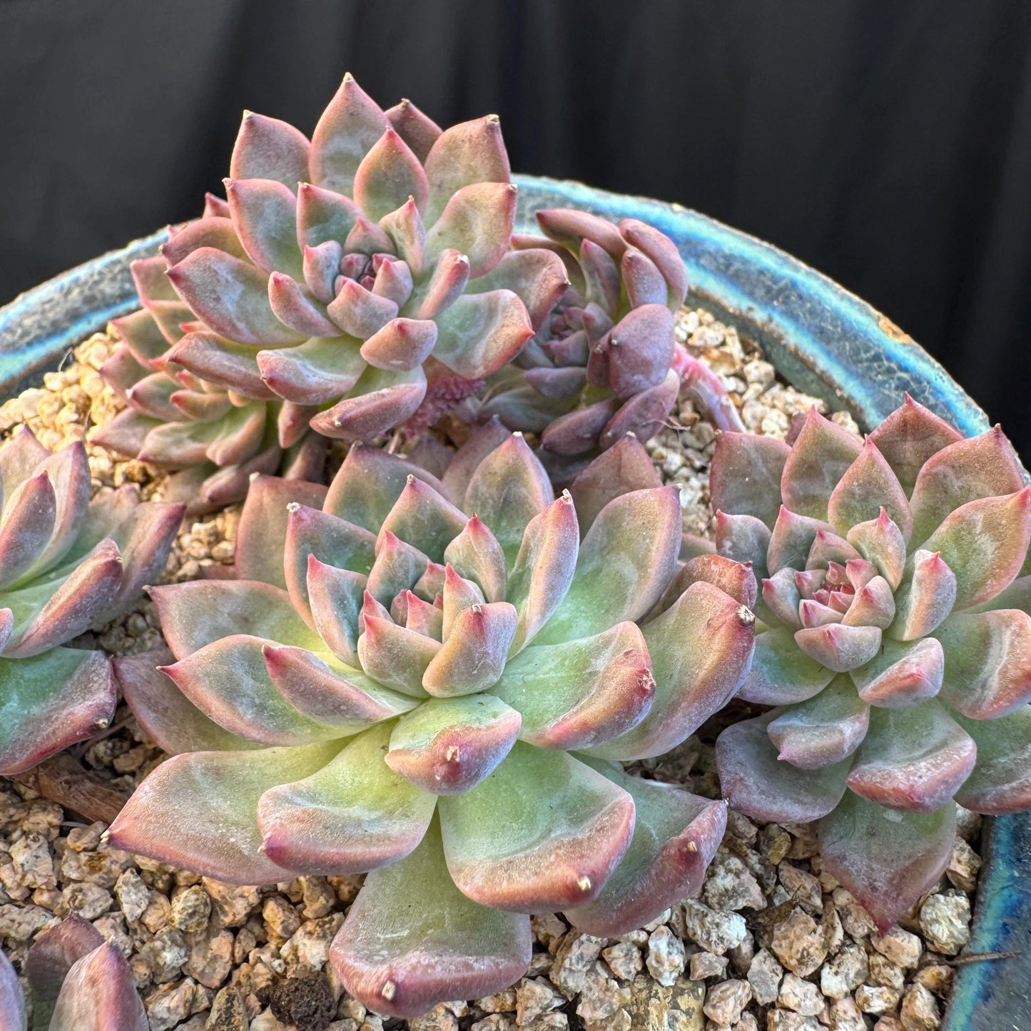 Echeveria' Bloom Fairy ' cluster, 5.0inches, I11