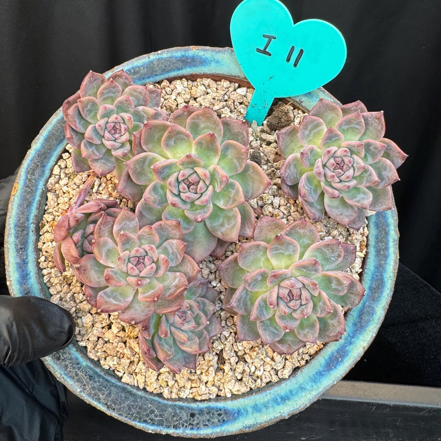 Echeveria' Bloom Fairy ' cluster, 5.0inches, I11