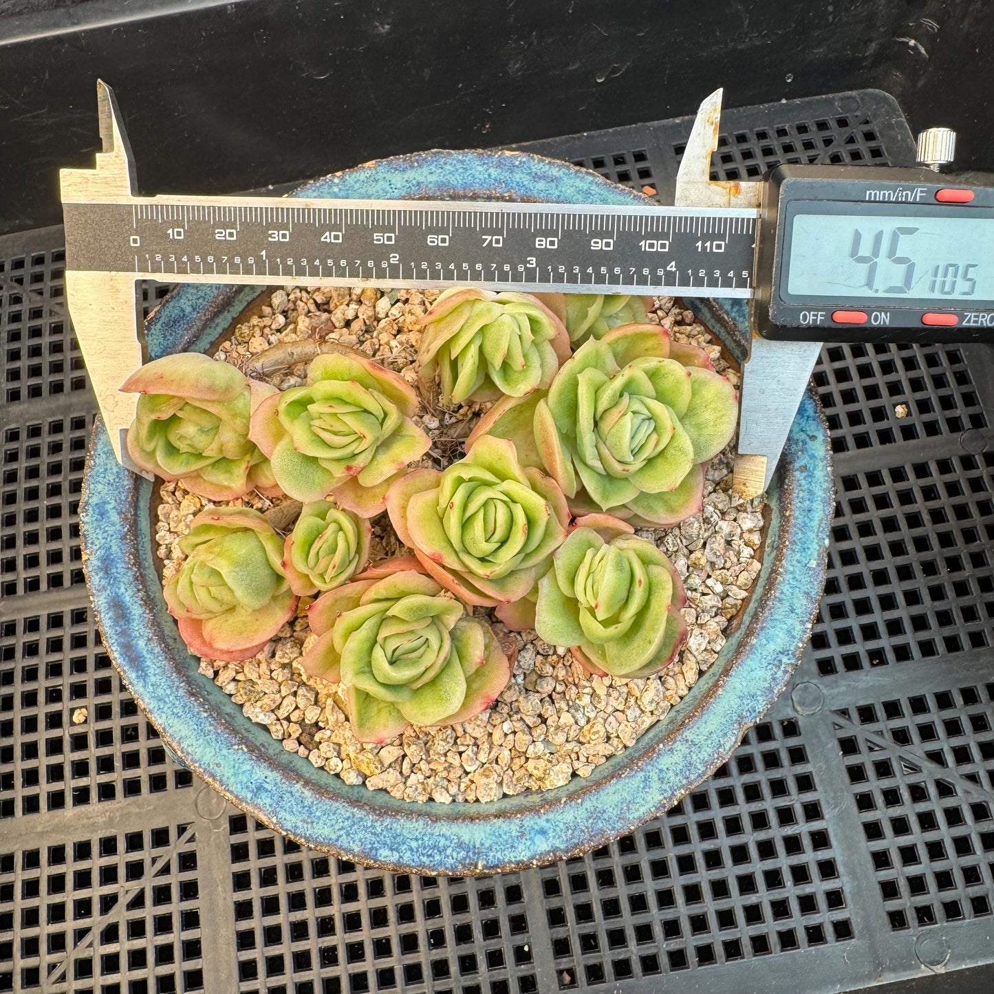 Echeveria ' ice rose variegated ' cluster, 4.5inches, I16