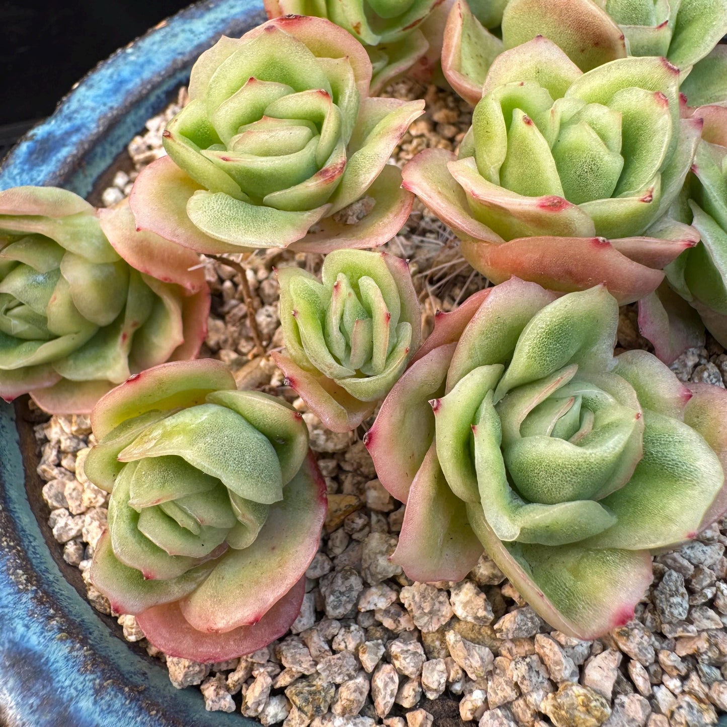 Echeveria ' ice rose variegated ' cluster, 4.5inches, I16
