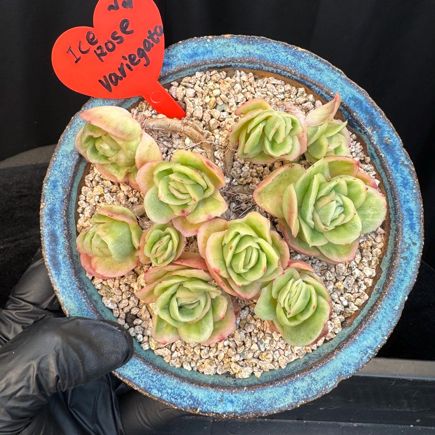 Echeveria ' ice rose variegated ' cluster, 4.5inches, I16