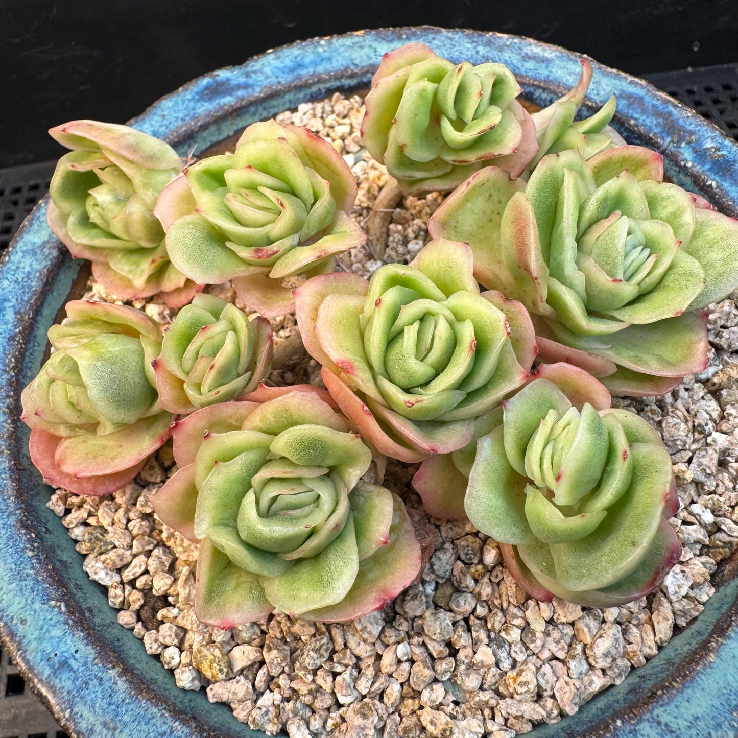 Echeveria ' ice rose variegated ' cluster, 4.5inches, I16