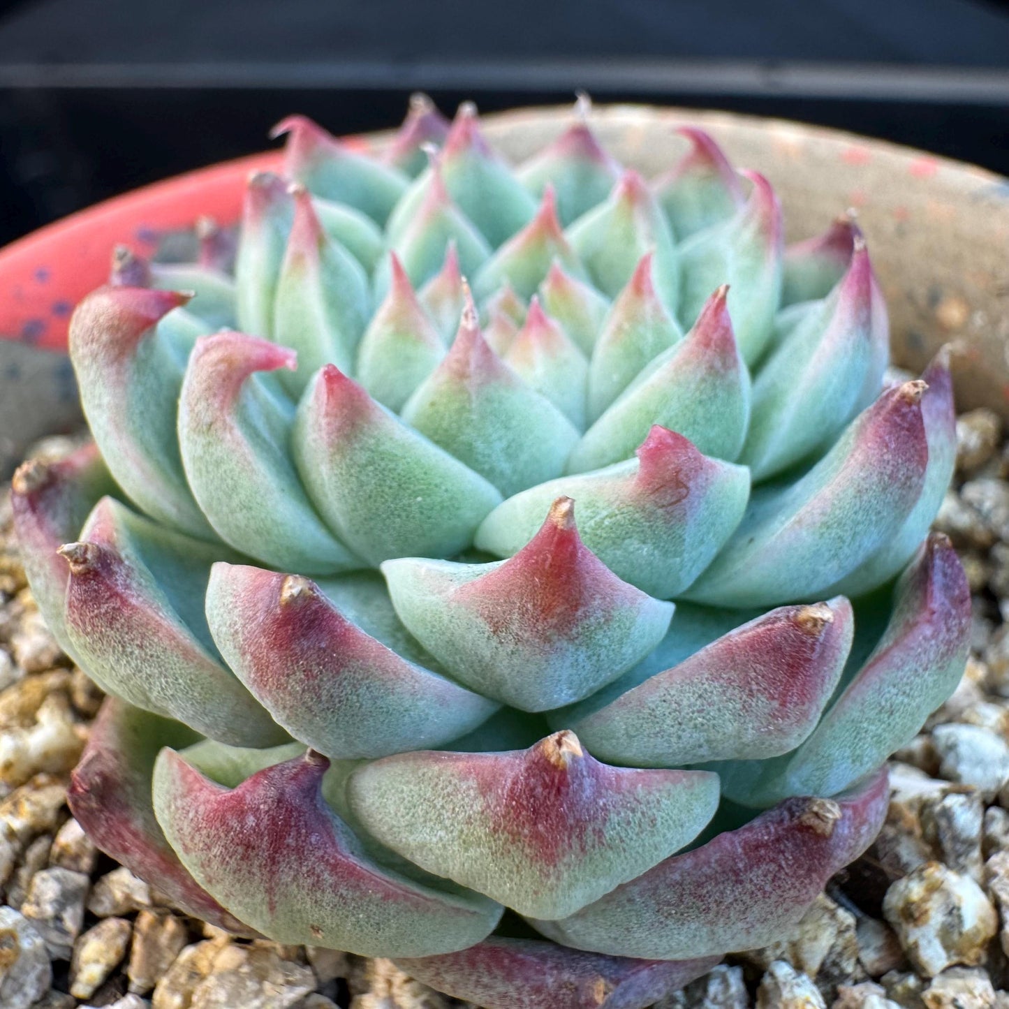 Echeveria ' silkworm cocoon ', small single head, 1.6inches, I10