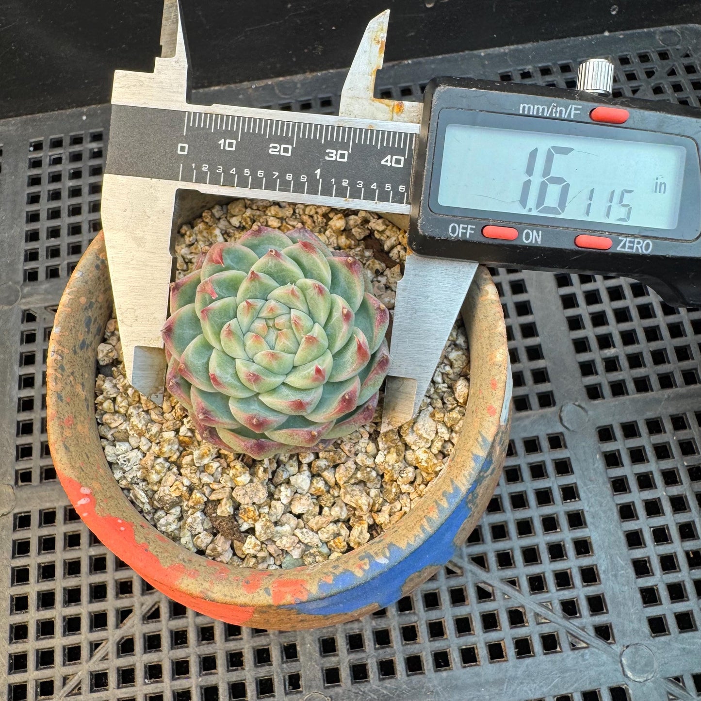 Echeveria ' silkworm cocoon ', small single head, 1.6inches, I10