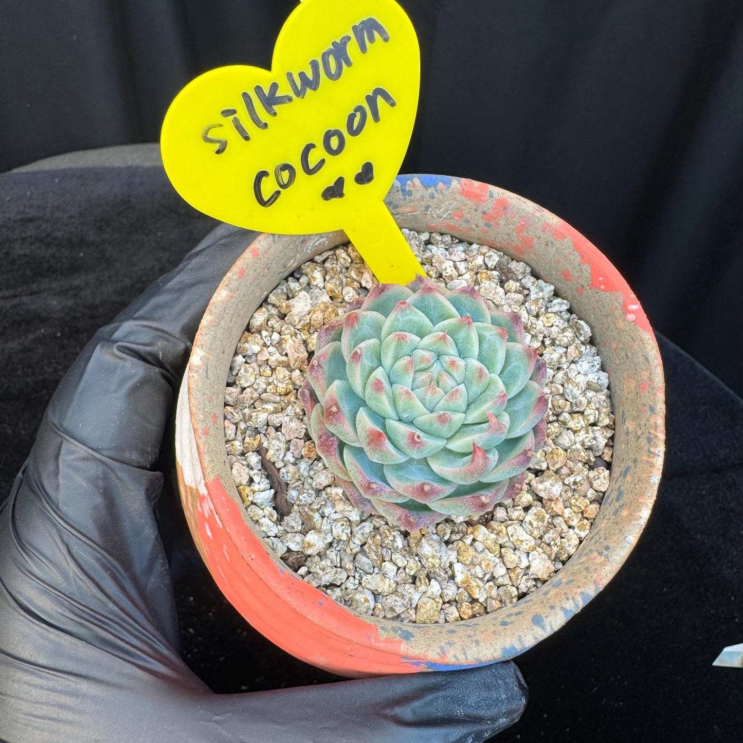 Echeveria ' silkworm cocoon ', small single head, 1.6inches, I10