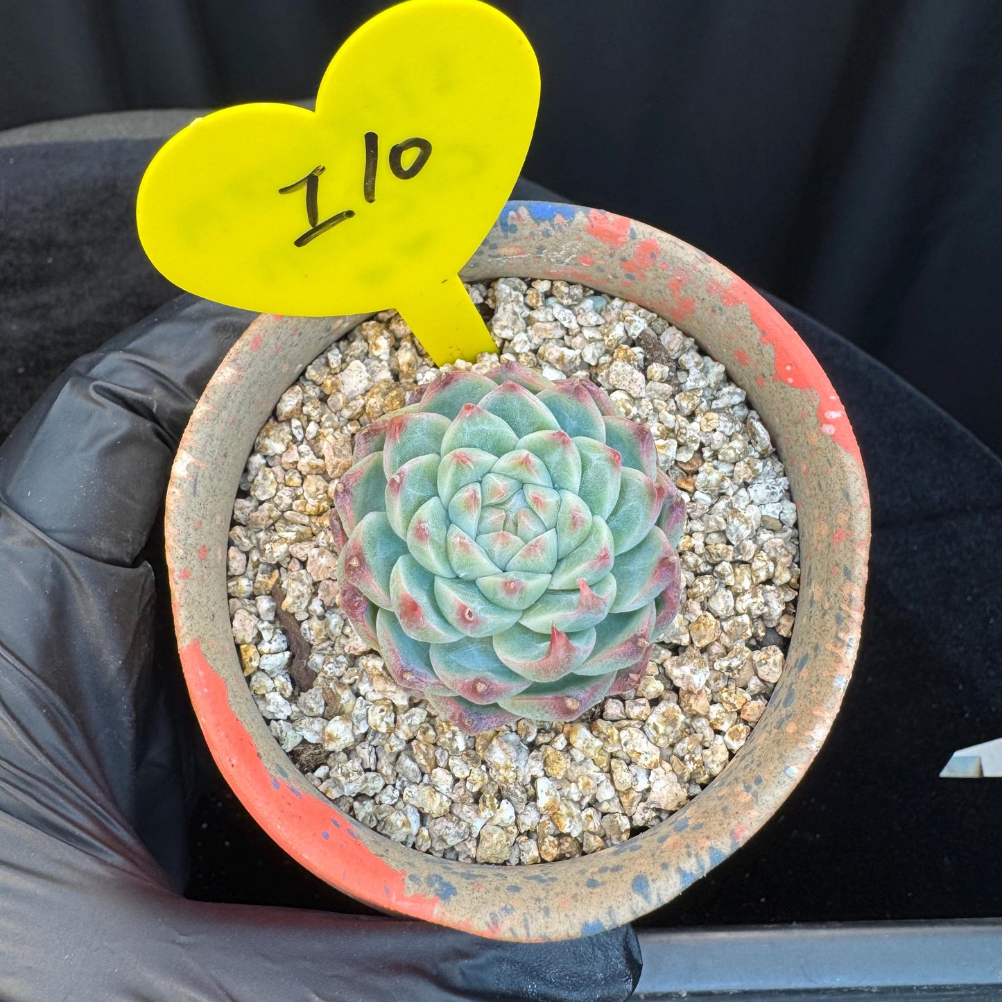 Echeveria ' silkworm cocoon ', small single head, 1.6inches, I10