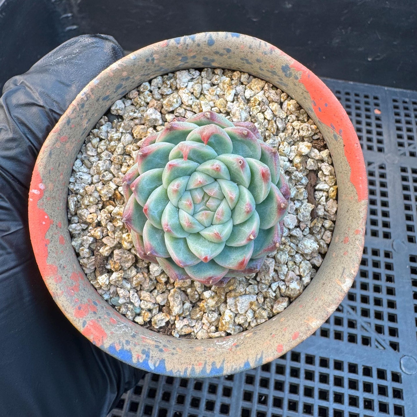 Echeveria ' silkworm cocoon ', small single head, 1.6inches, I10