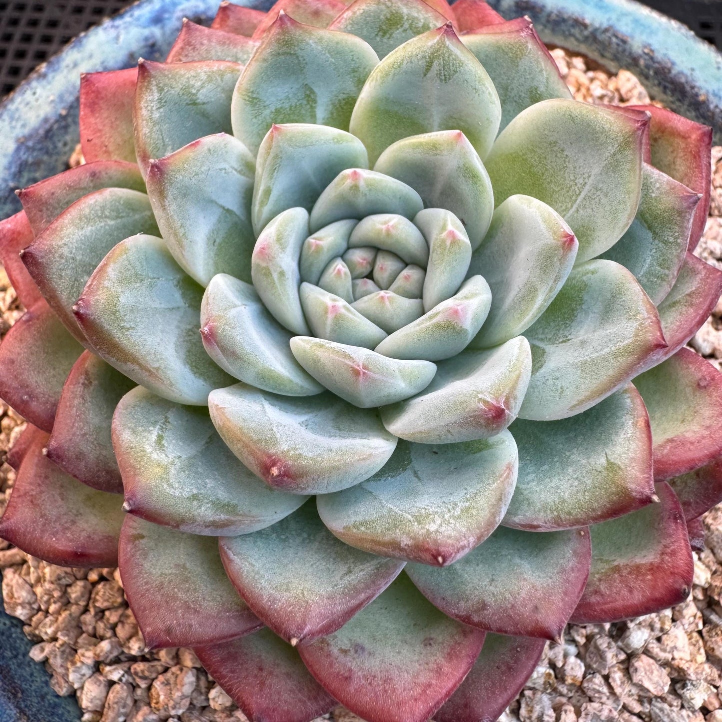 Echeveria ' white peach blossom ', single head,3.1inches, I15
