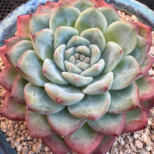 Echeveria ' white peach blossom ', single head,3.1inches, I15