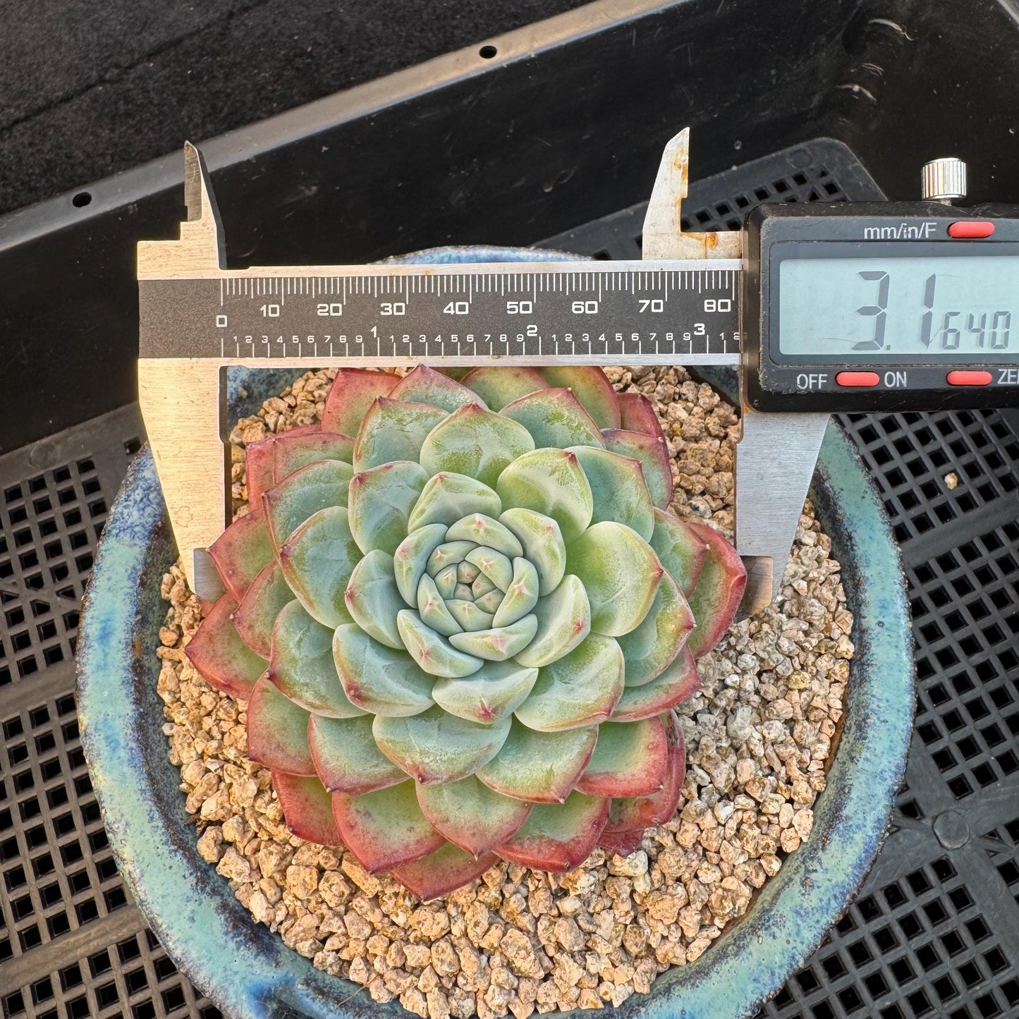 Echeveria ' white peach blossom ', single head,3.1inches, I15