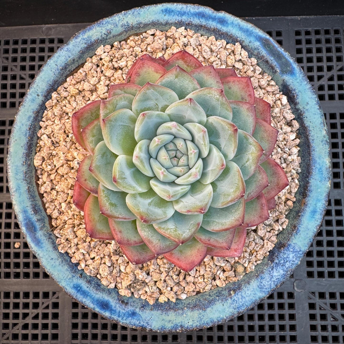 Echeveria ' white peach blossom ', single head,3.1inches, I15