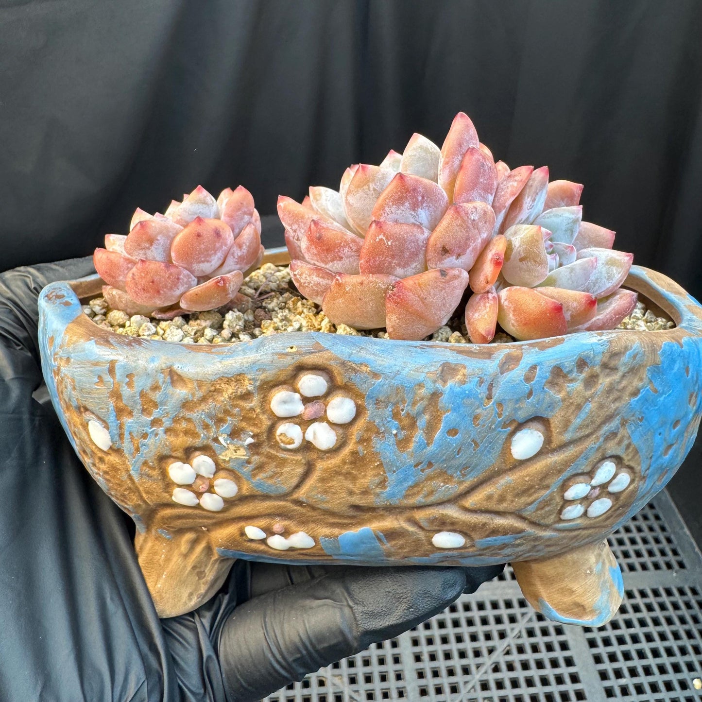 Echeveria ' Orange Monroe ', small cluster, 4.4inches, I01