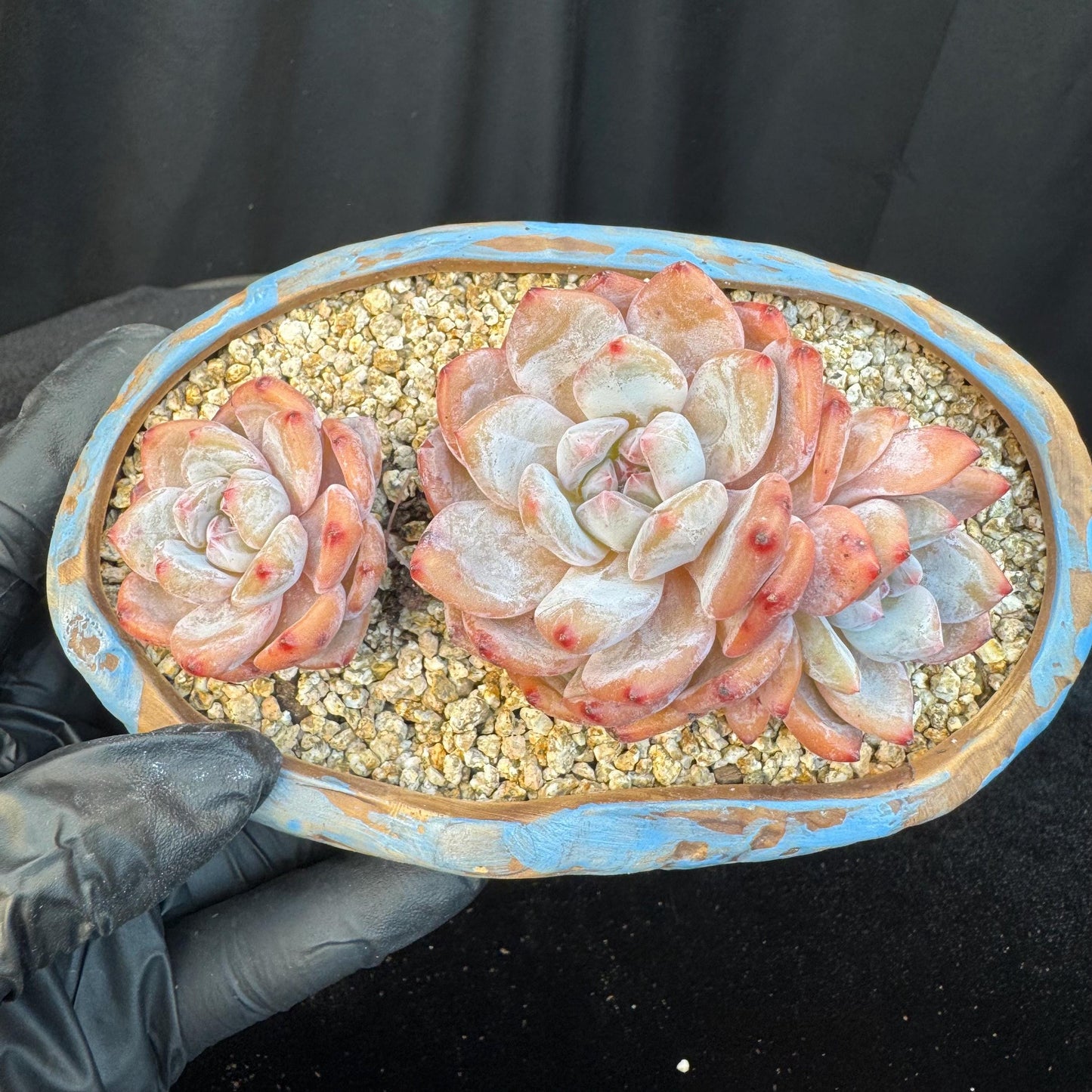 Echeveria ' Orange Monroe ', small cluster, 4.4inches, I01