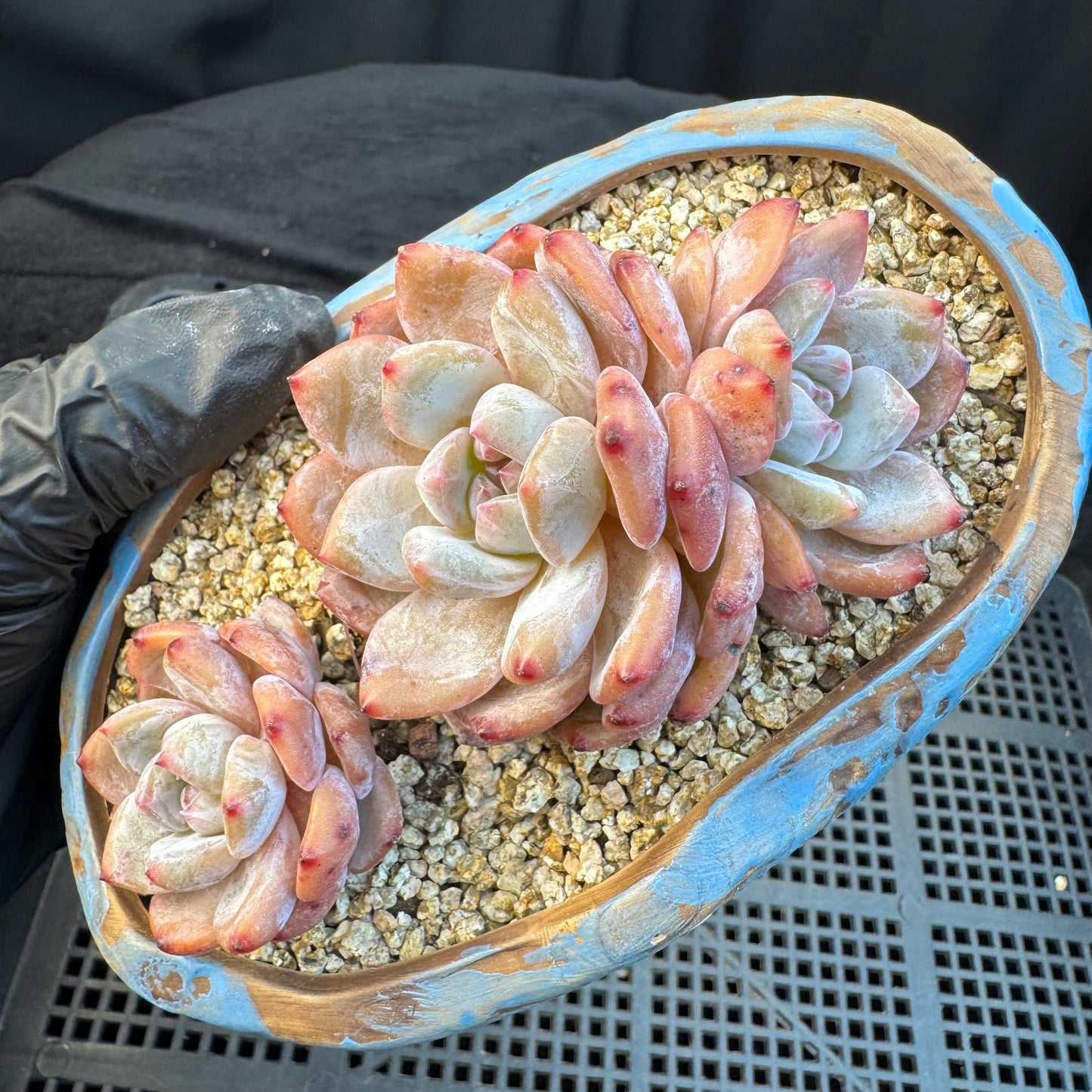 Echeveria ' Orange Monroe ', small cluster, 4.4inches, I01