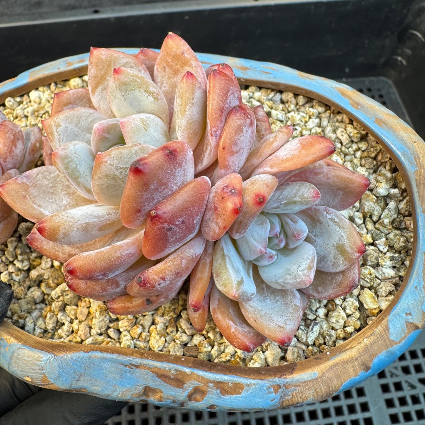 Echeveria ' Orange Monroe ', small cluster, 4.4inches, I01