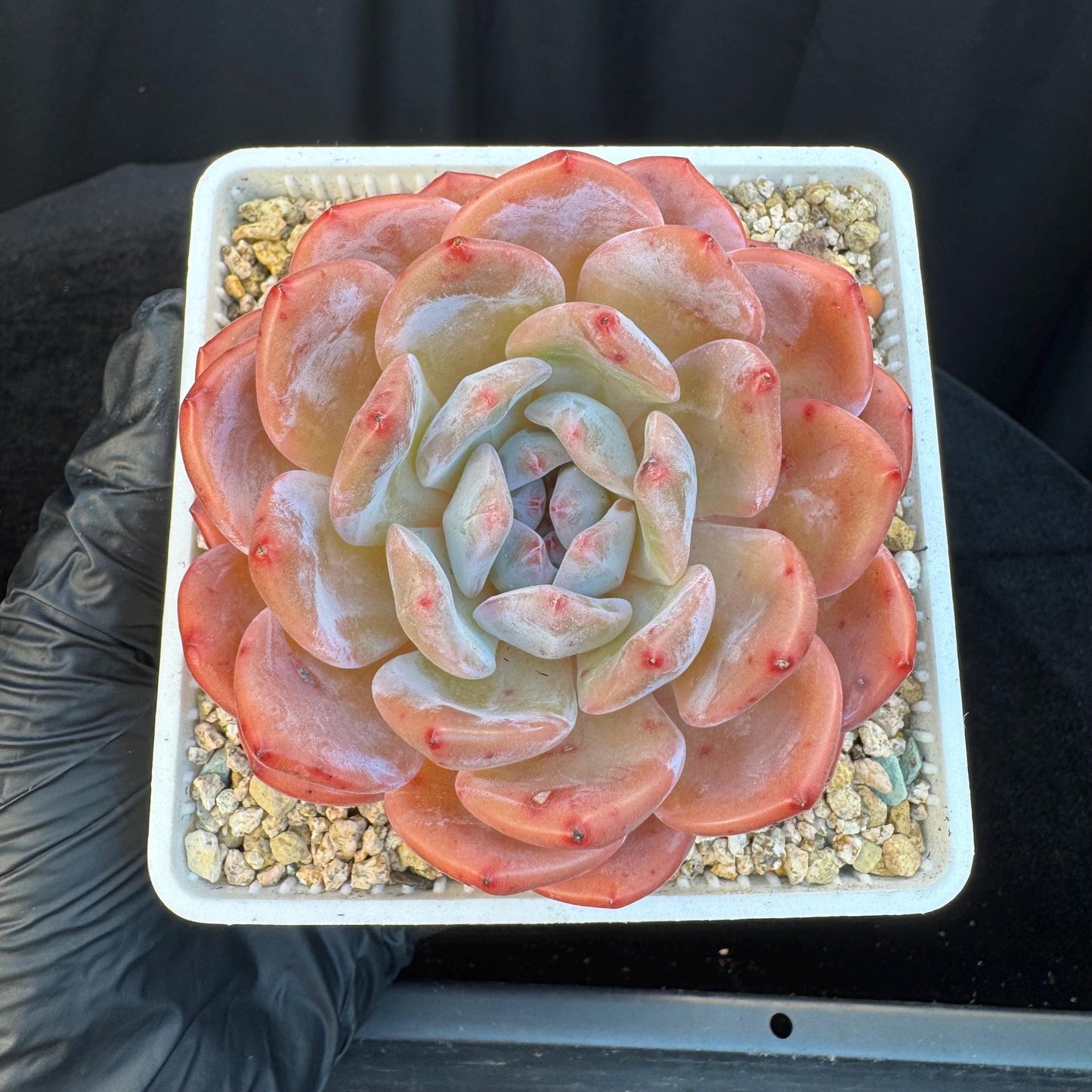 Echeveria '  pinecone orange Monroe', a big single head , 3.3inches, I13