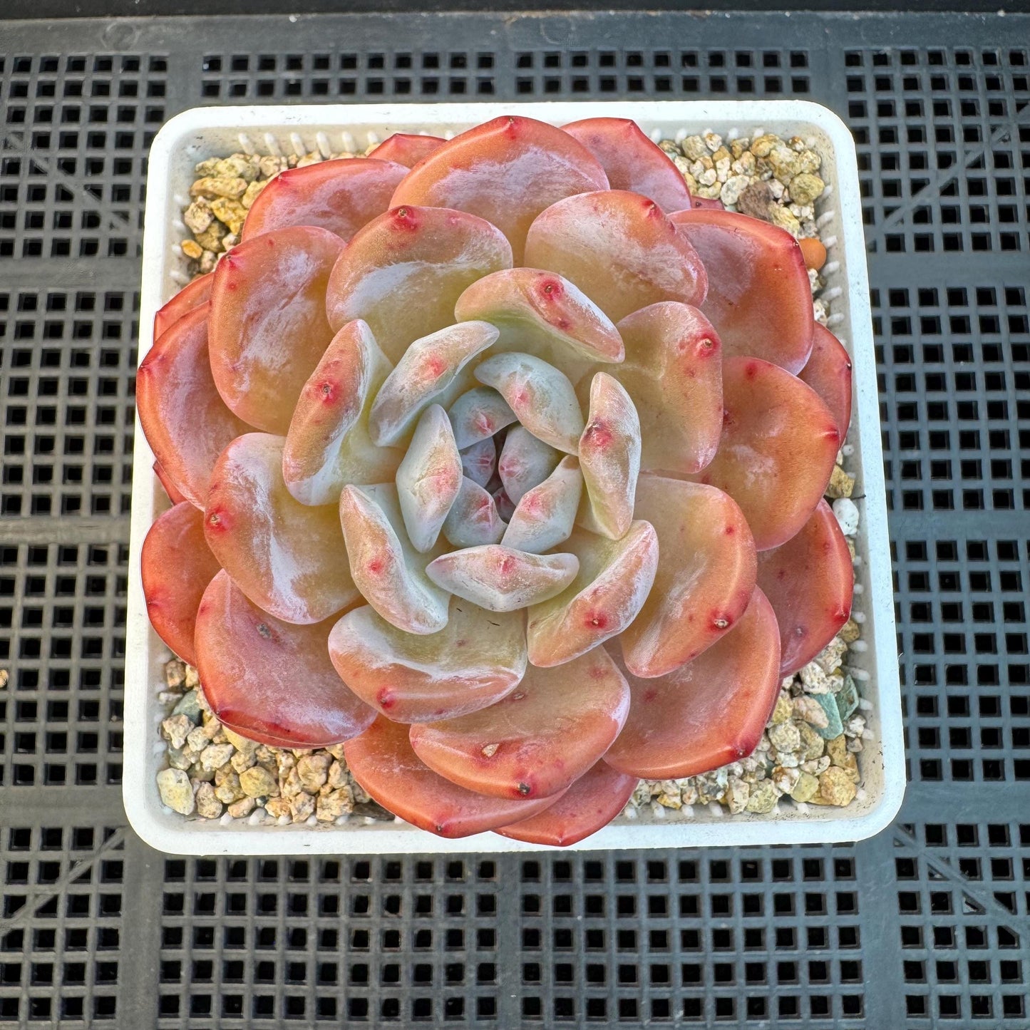 Echeveria '  pinecone orange Monroe', a big single head , 3.3inches, I13