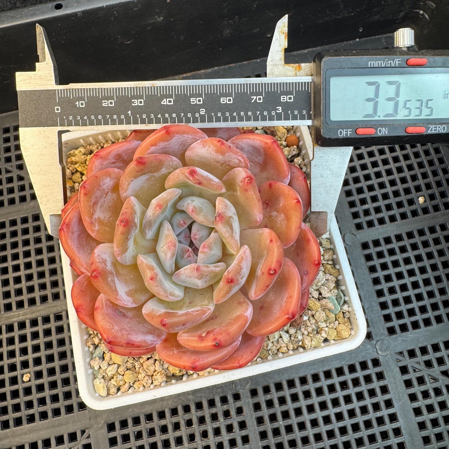 Echeveria '  pinecone orange Monroe', a big single head , 3.3inches, I13