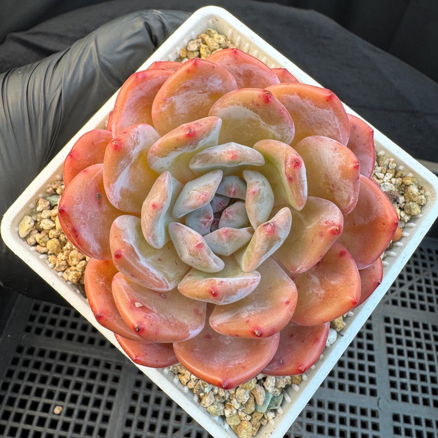 Echeveria '  pinecone orange Monroe', a big single head , 3.3inches, I13