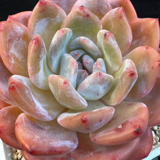 Echeveria '  pinecone orange Monroe', a big single head , 3.3inches, I13
