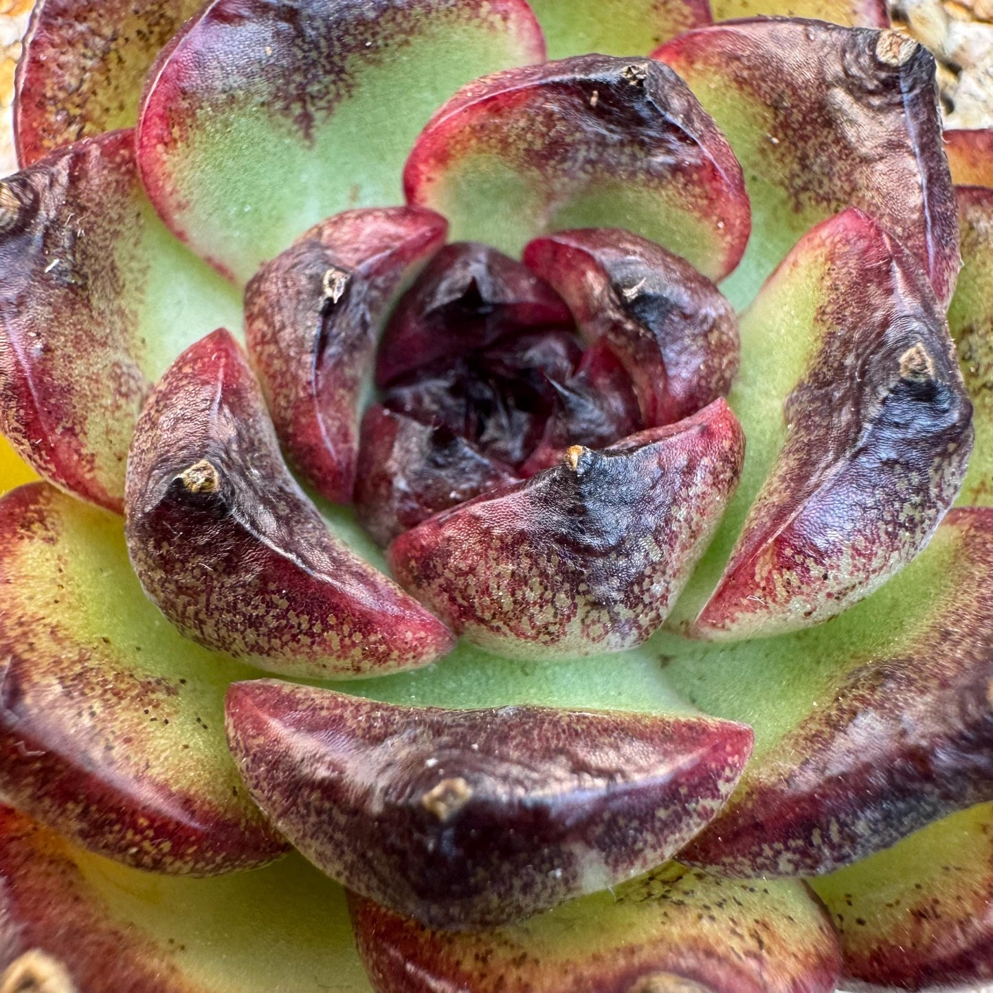 Echeveria  'Ink pond ', a small single head, 2.2inches, I14