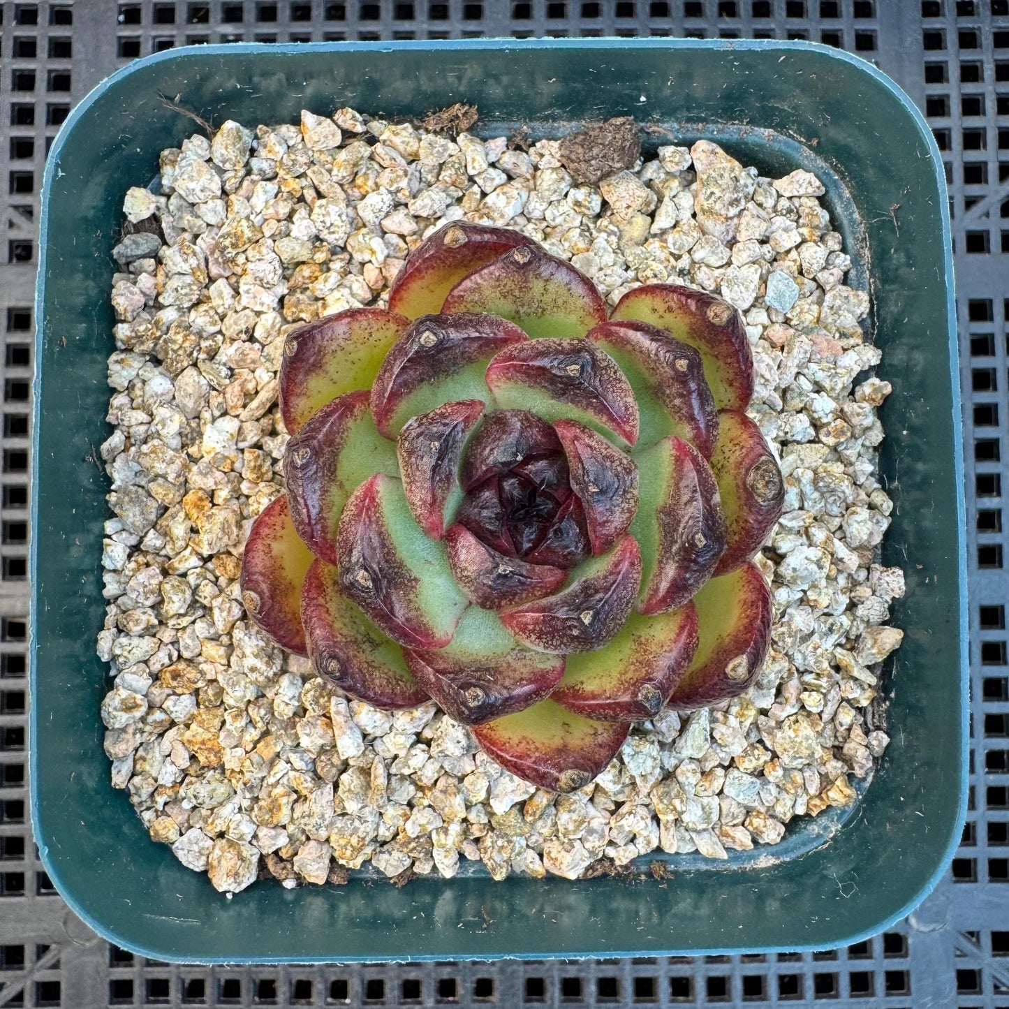Echeveria  'Ink pond ', a small single head, 2.2inches, I14