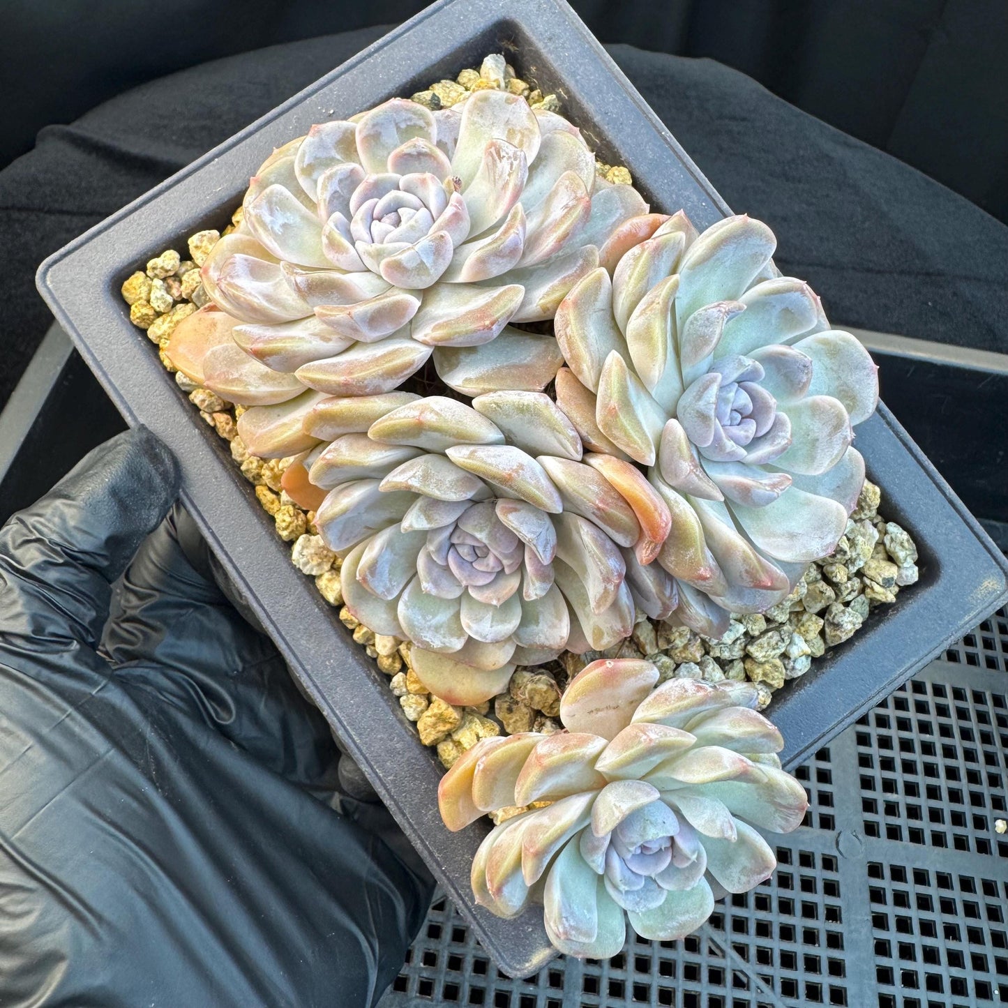 Echeveria ' Tynee burger ', big cluster, length 6inches, I07