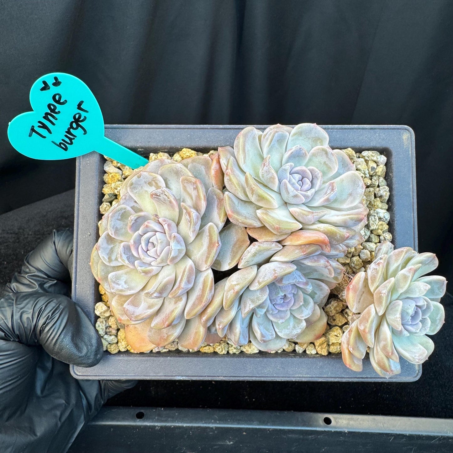 Echeveria ' Tynee burger ', big cluster, length 6inches, I07