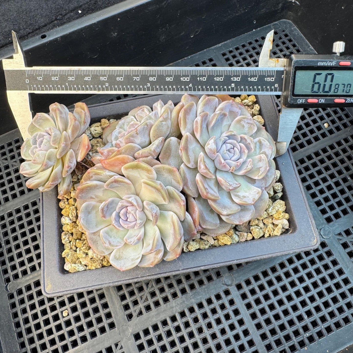 Echeveria ' Tynee burger ', big cluster, length 6inches, I07