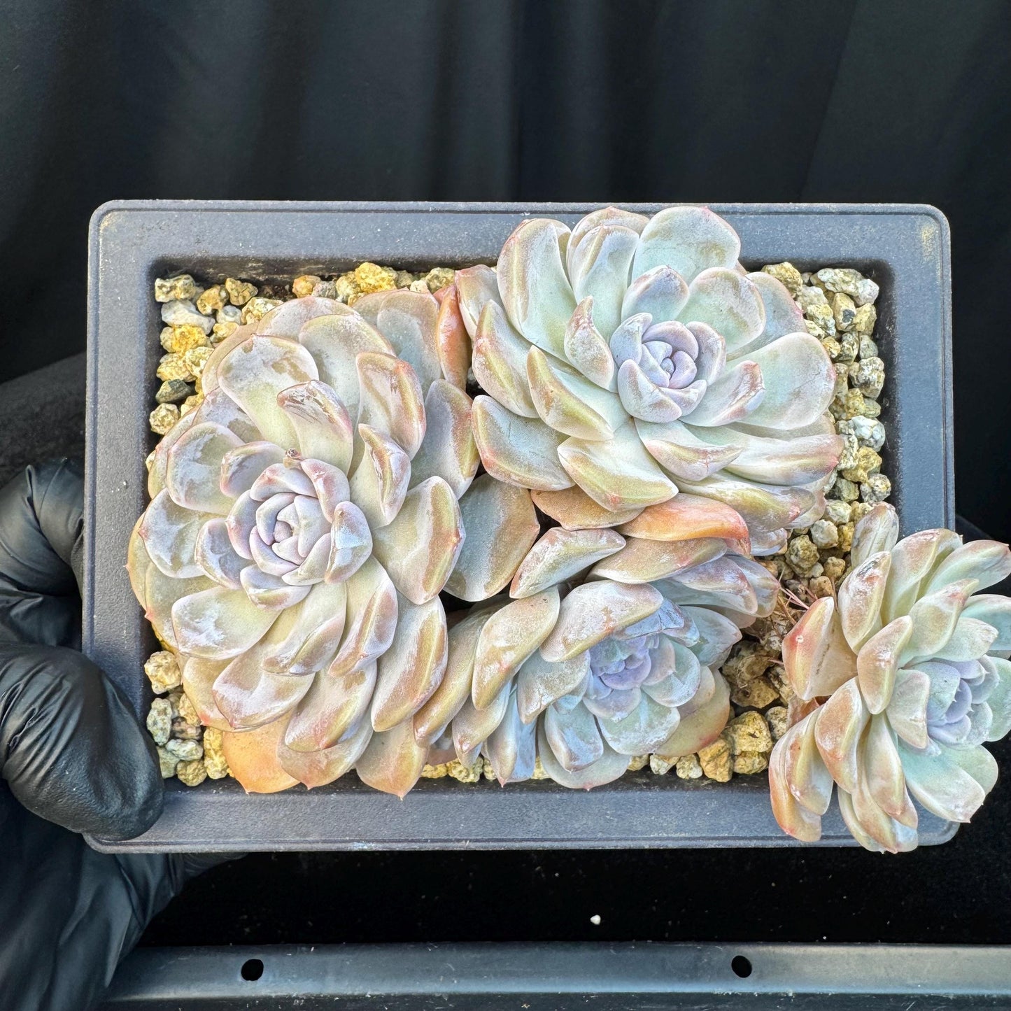 Echeveria ' Tynee burger ', big cluster, length 6inches, I07