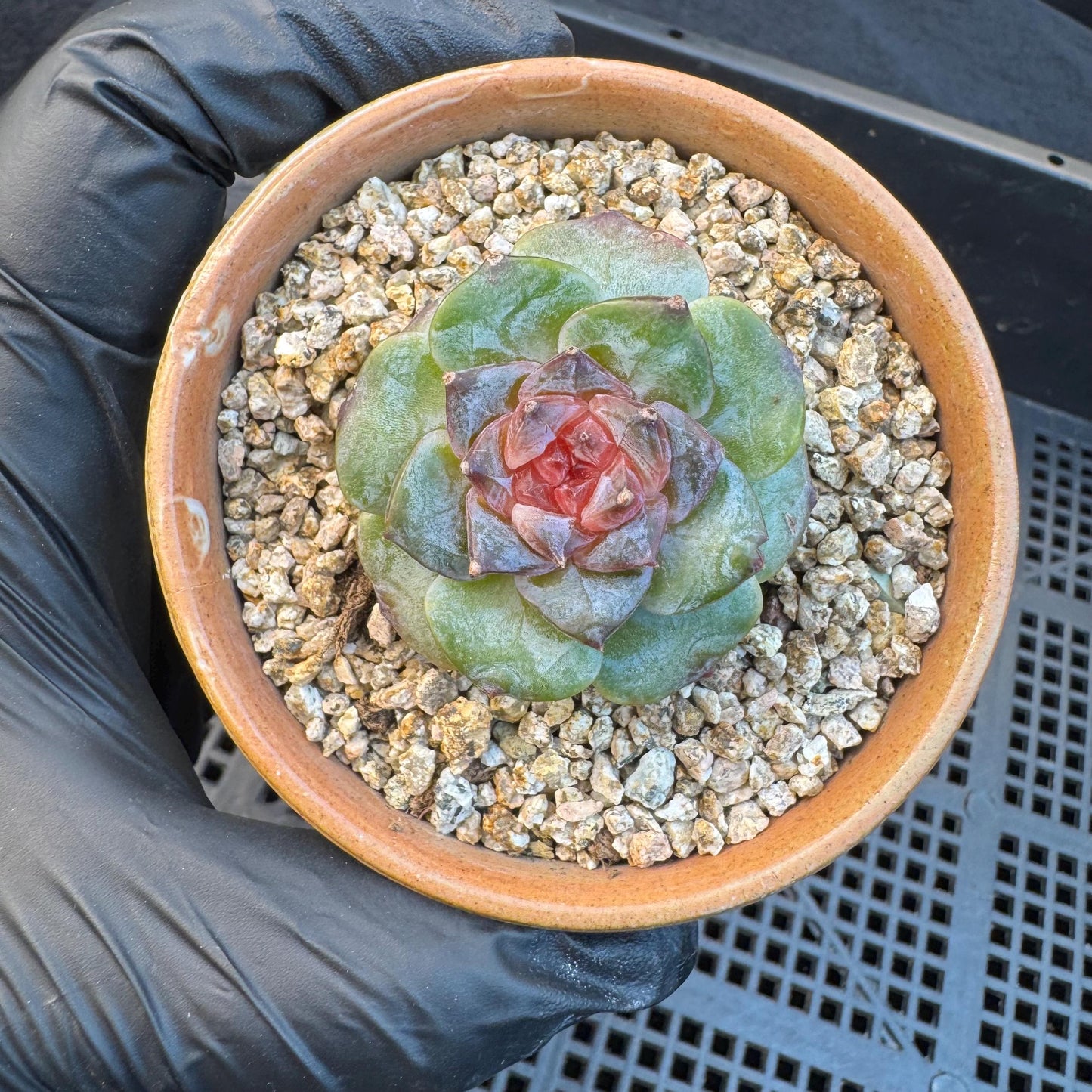 Echeveria ' sugar heart ', small size, 1.5inches, I08