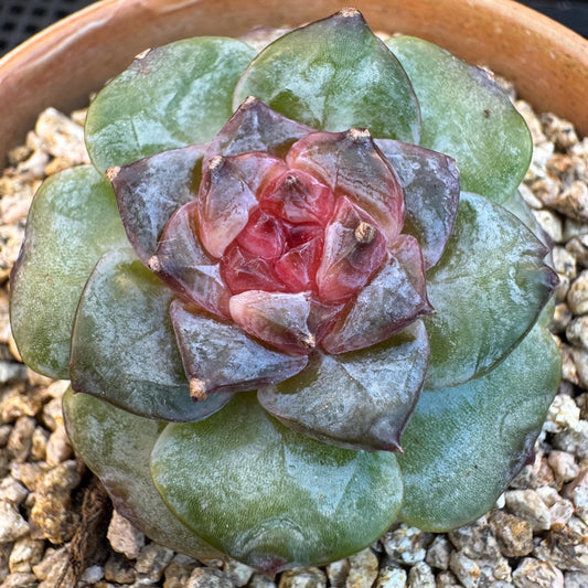 Echeveria ' sugar heart ', small size, 1.5inches, I08