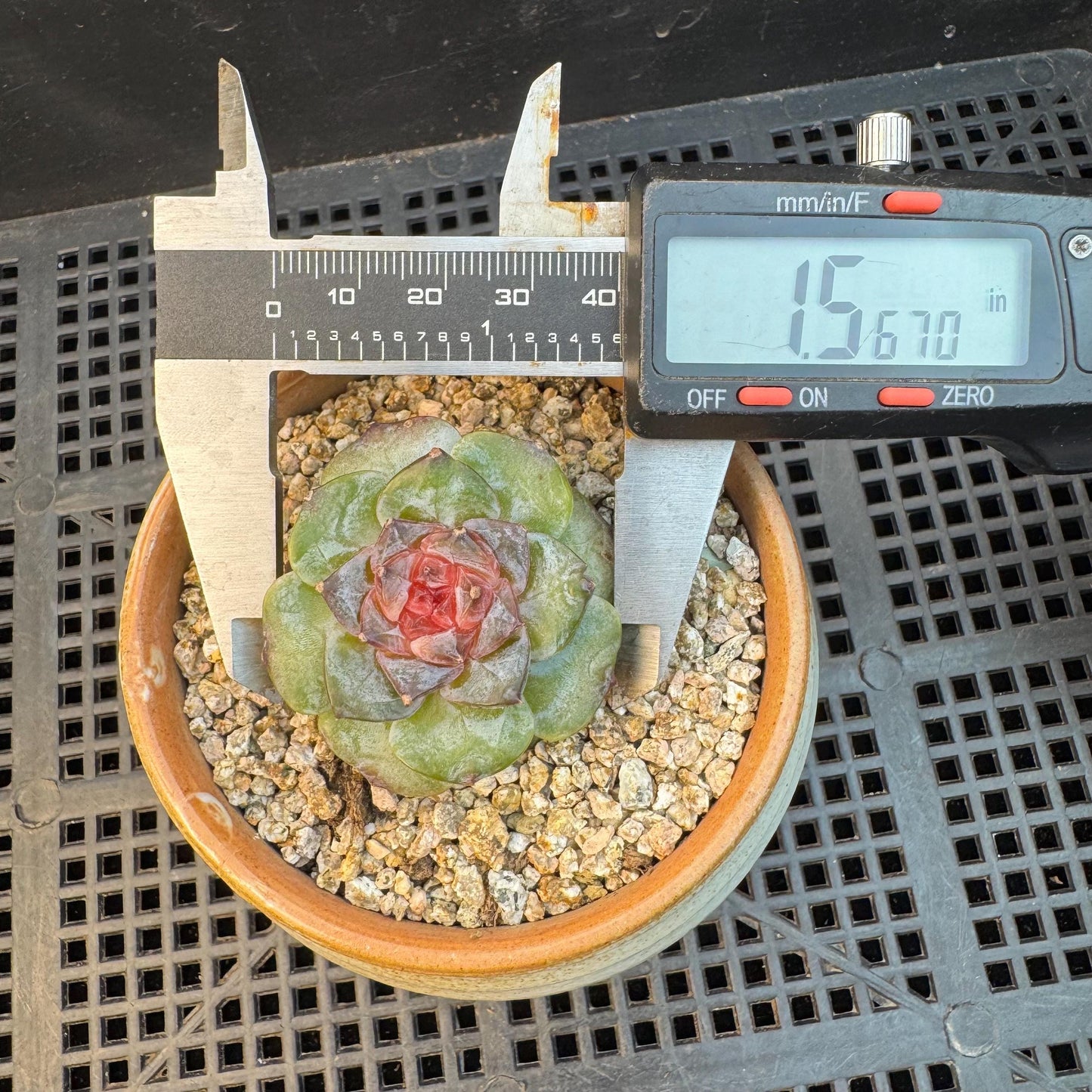 Echeveria ' sugar heart ', small size, 1.5inches, I08