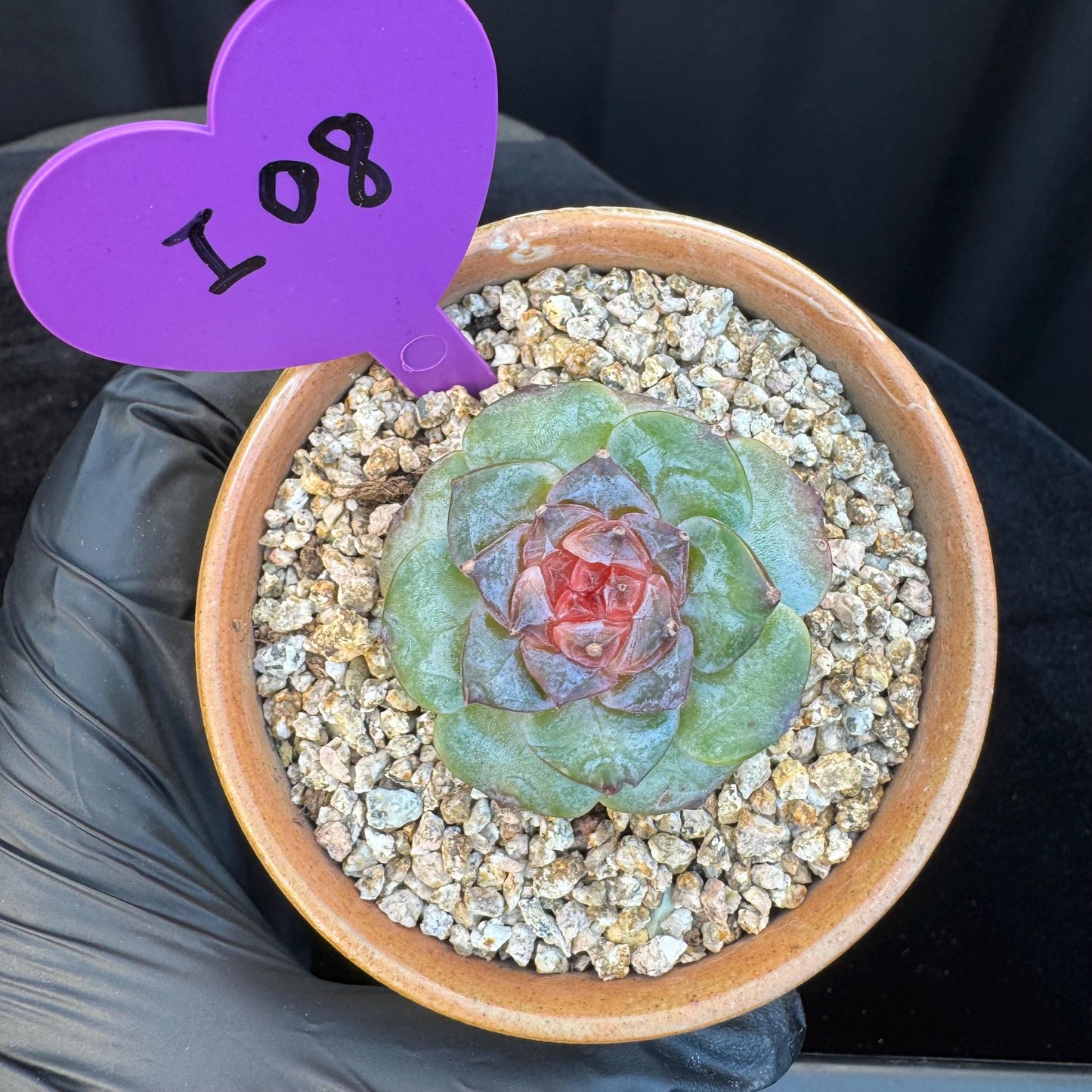 Echeveria ' sugar heart ', small size, 1.5inches, I08