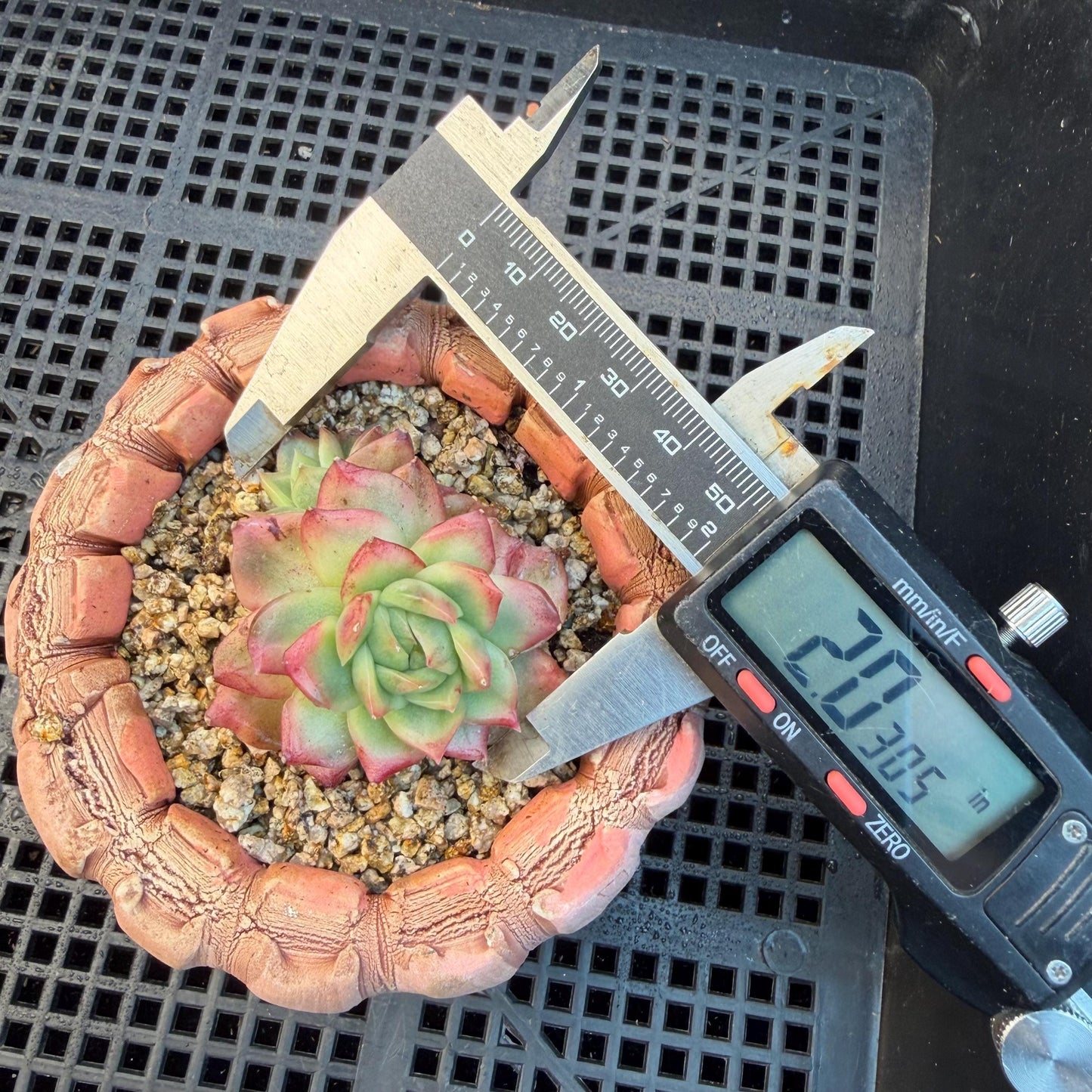 Echeveria' Hannah variegated ', small two heads,2inches, I09