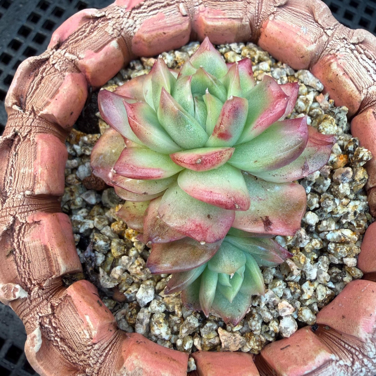 Echeveria' Hannah variegated ', small two heads,2inches, I09