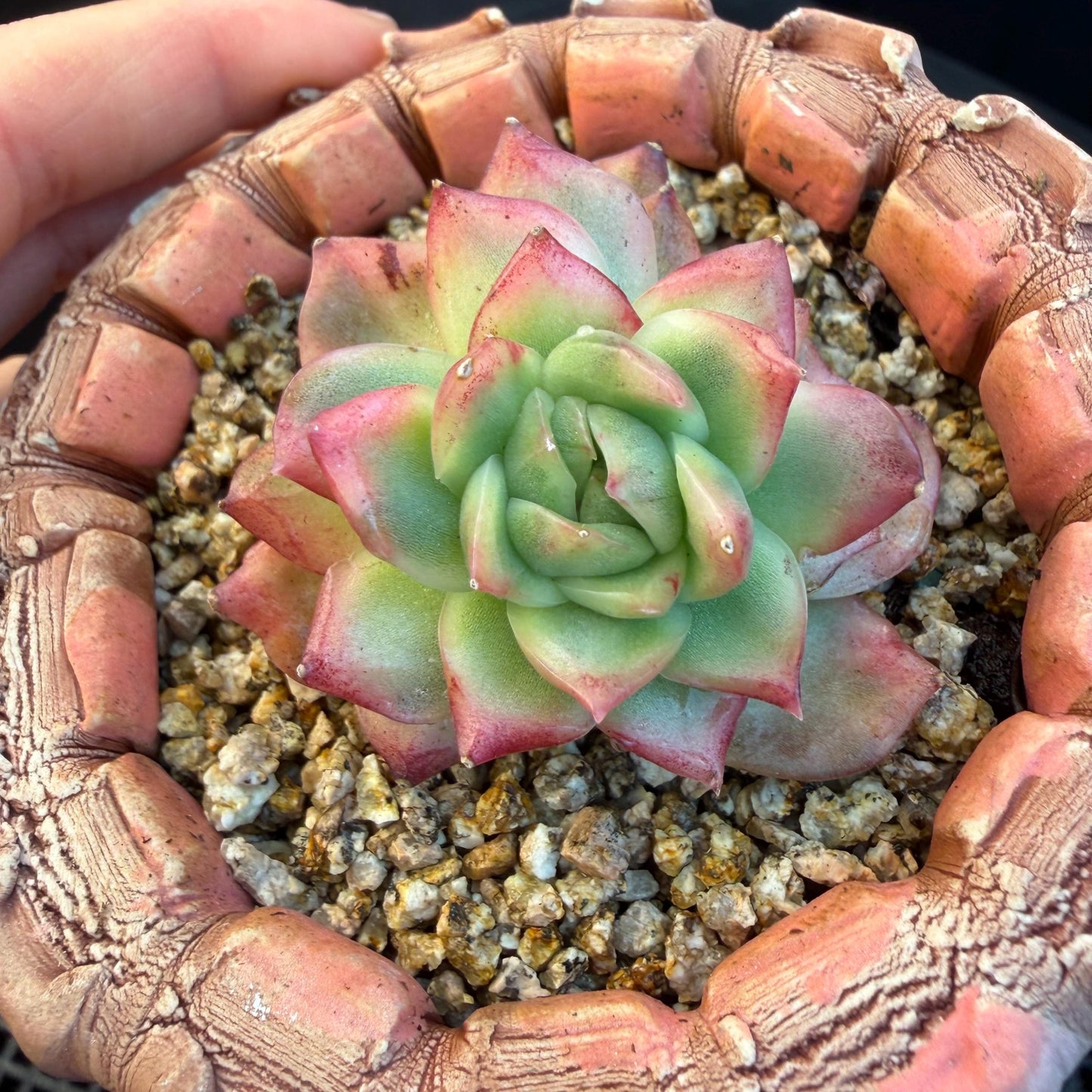 Echeveria' Hannah variegated ', small two heads,2inches, I09