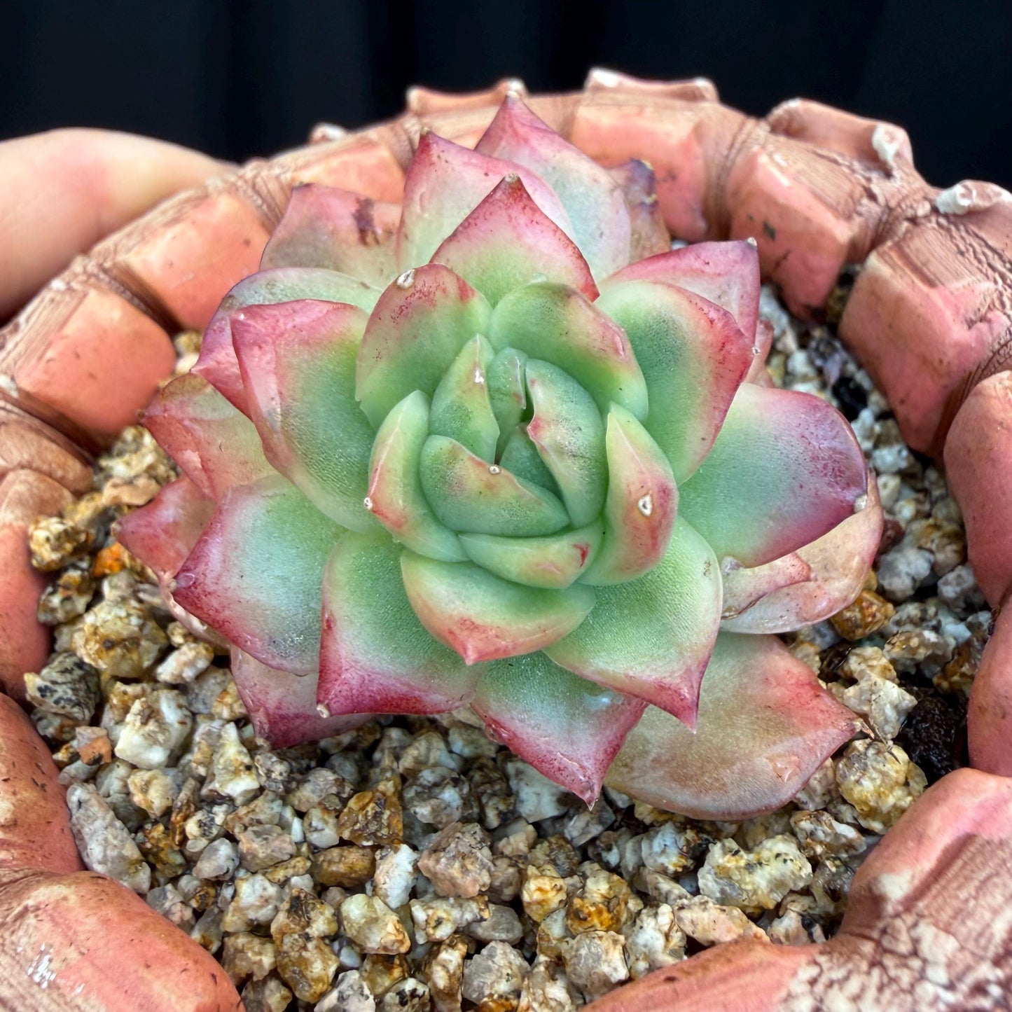 Echeveria' Hannah variegated ', small two heads,2inches, I09