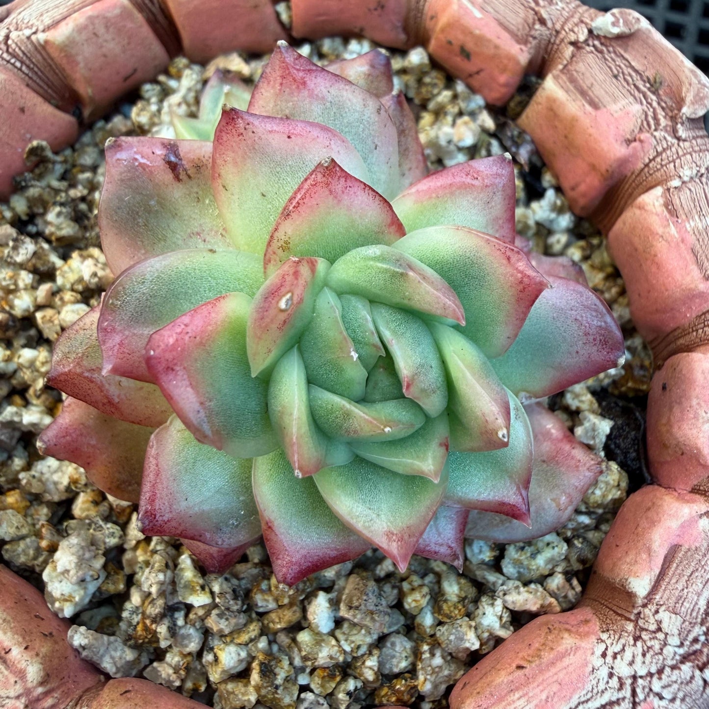 Echeveria' Hannah variegated ', small two heads,2inches, I09