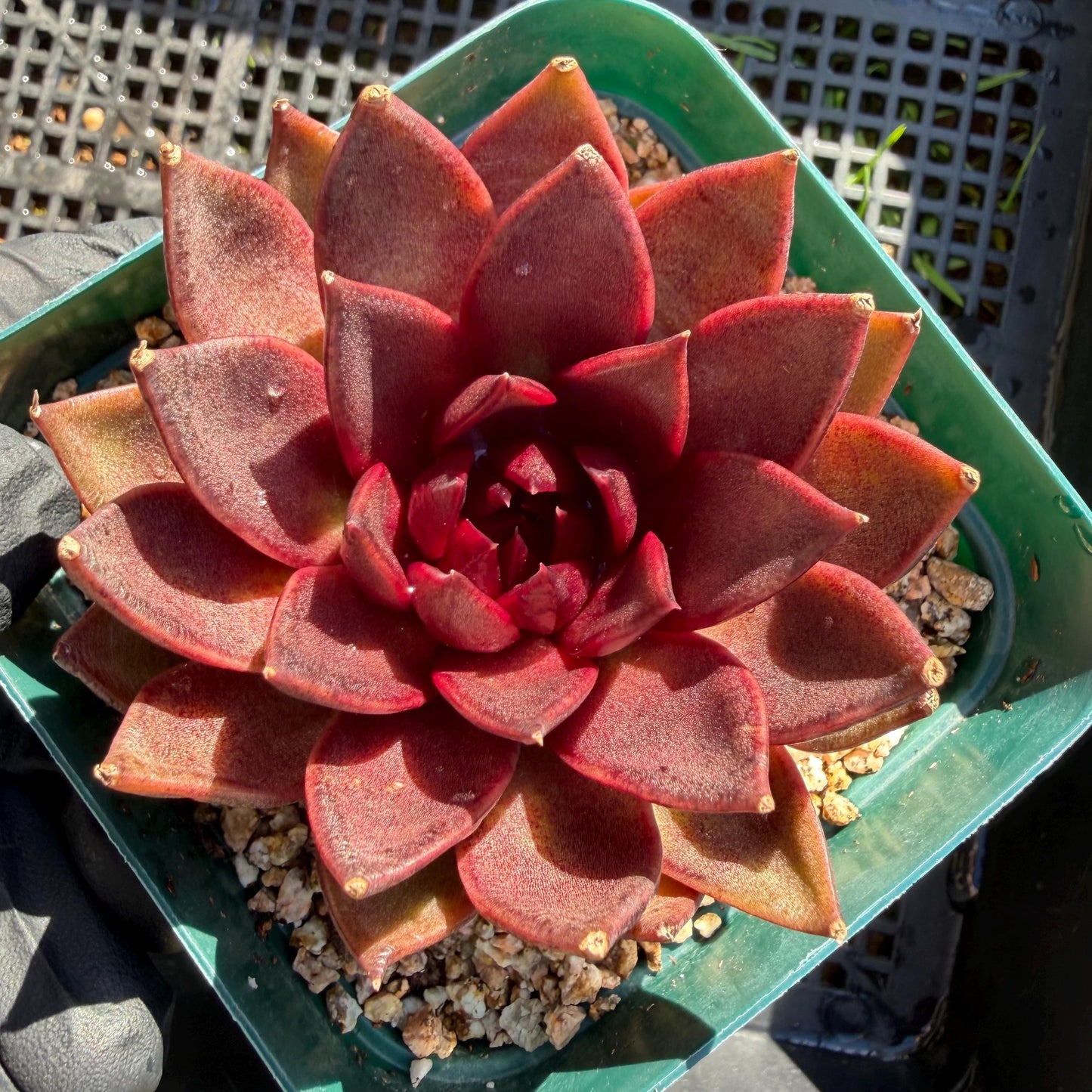 Echeveria  ‘black box', 2.8inches ,J21