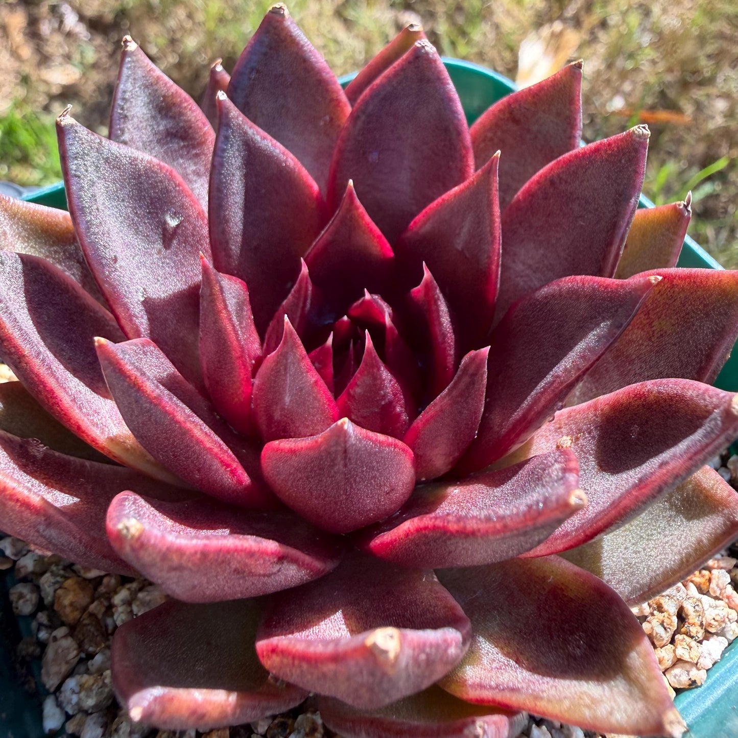 Echeveria  ‘black box', 2.8inches ,J21