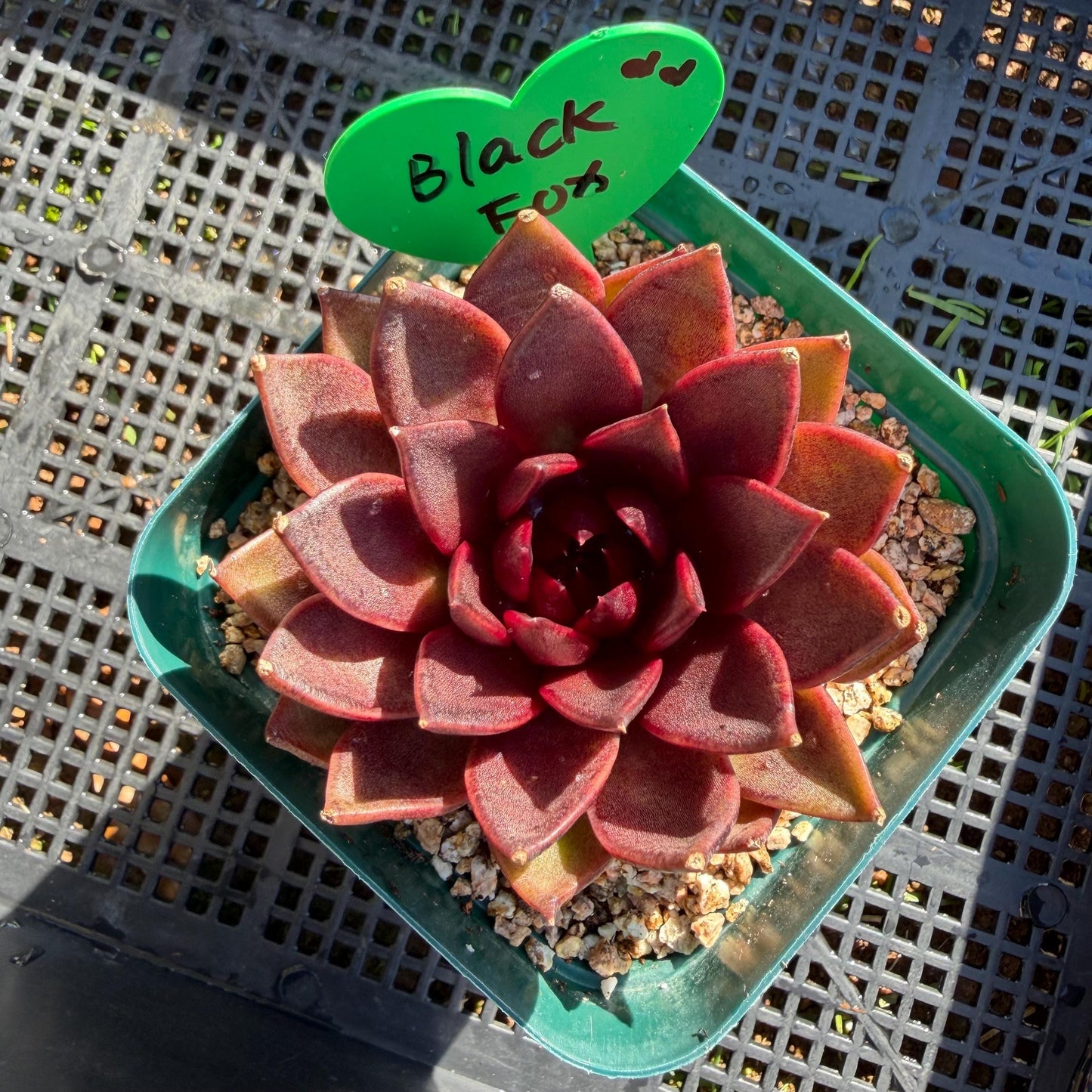 Echeveria  ‘black box', 2.8inches ,J21