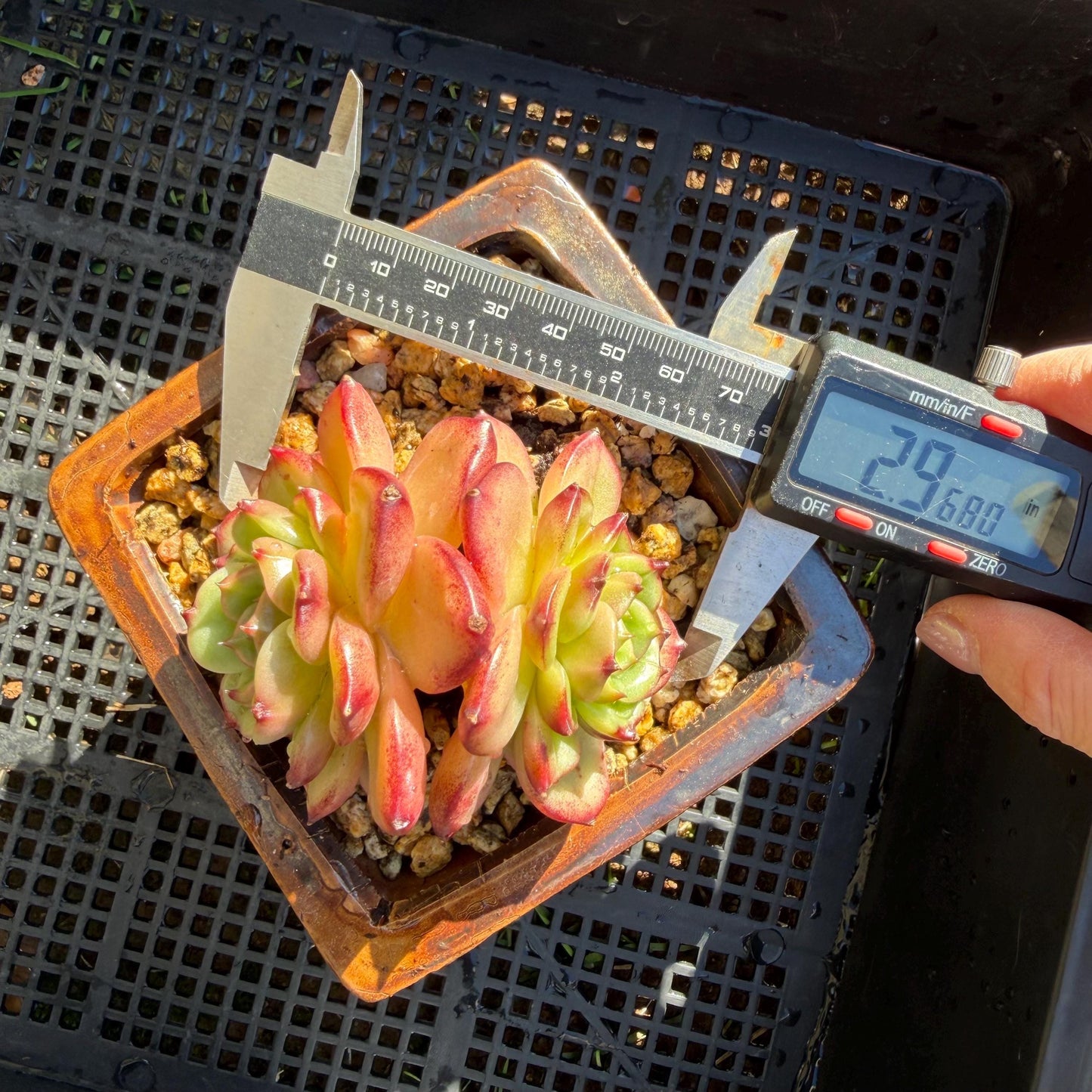 Echeveria' Vermilion bird ', 2heads , 3.0 inches, I05