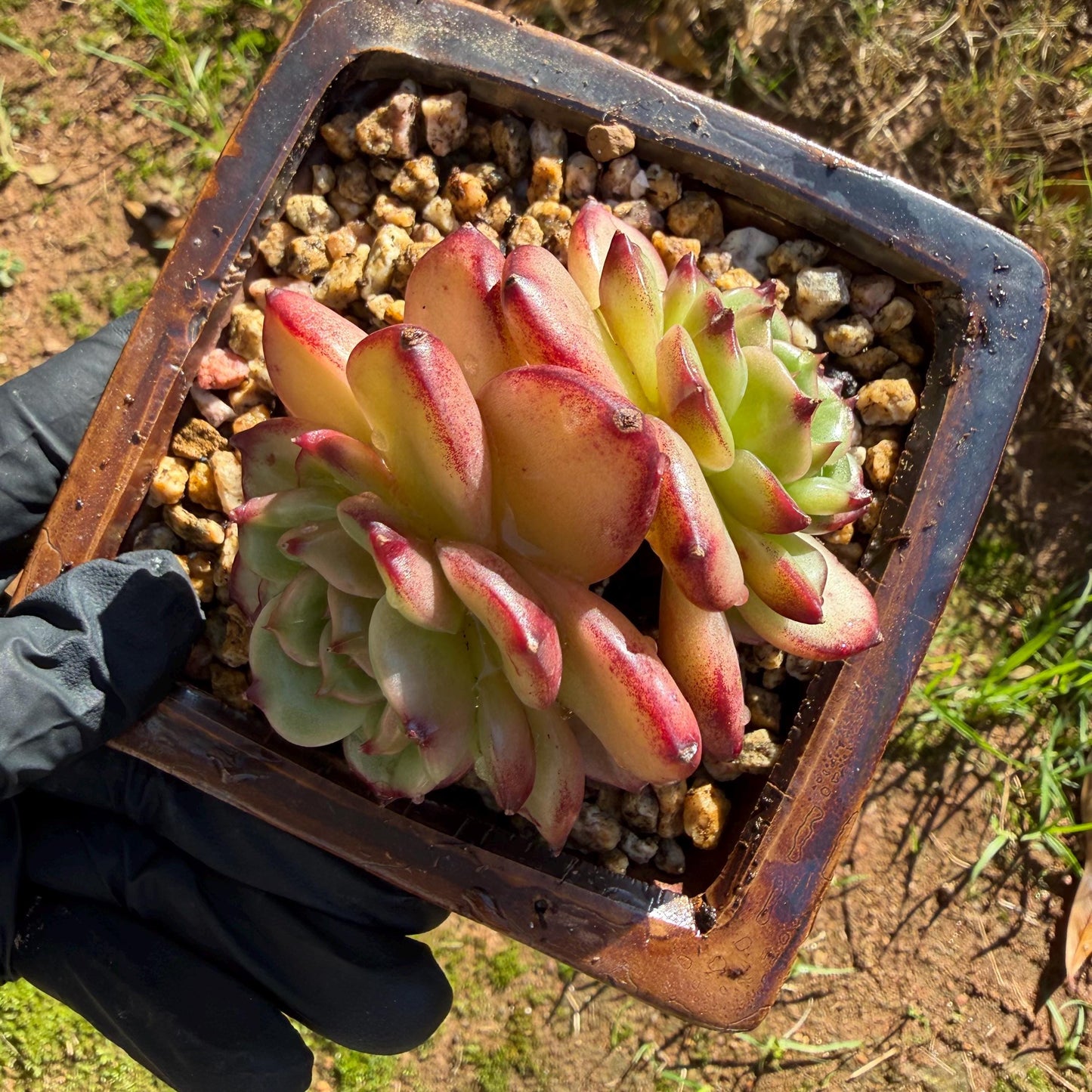 Echeveria' Vermilion bird ', 2heads , 3.0 inches, I05