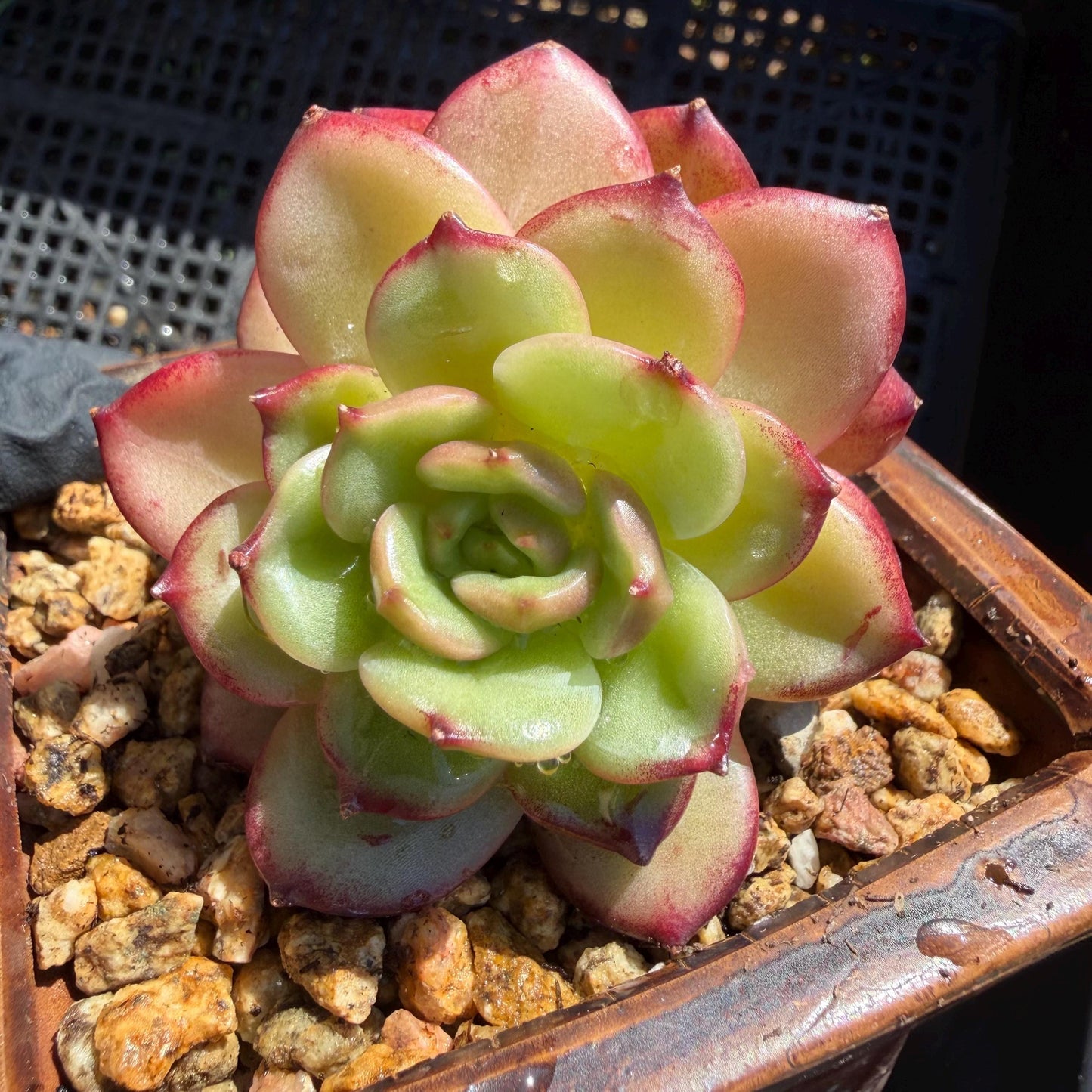 Echeveria' Vermilion bird ', 2heads , 3.0 inches, I05