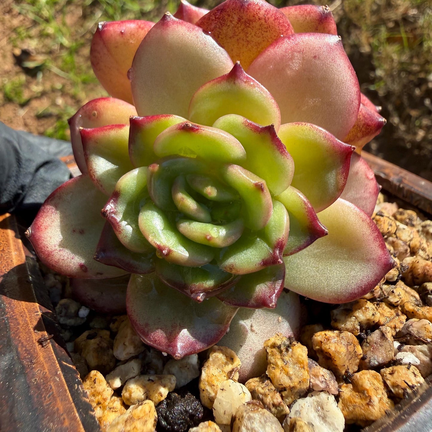 Echeveria' Vermilion bird ', 2heads , 3.0 inches, I05