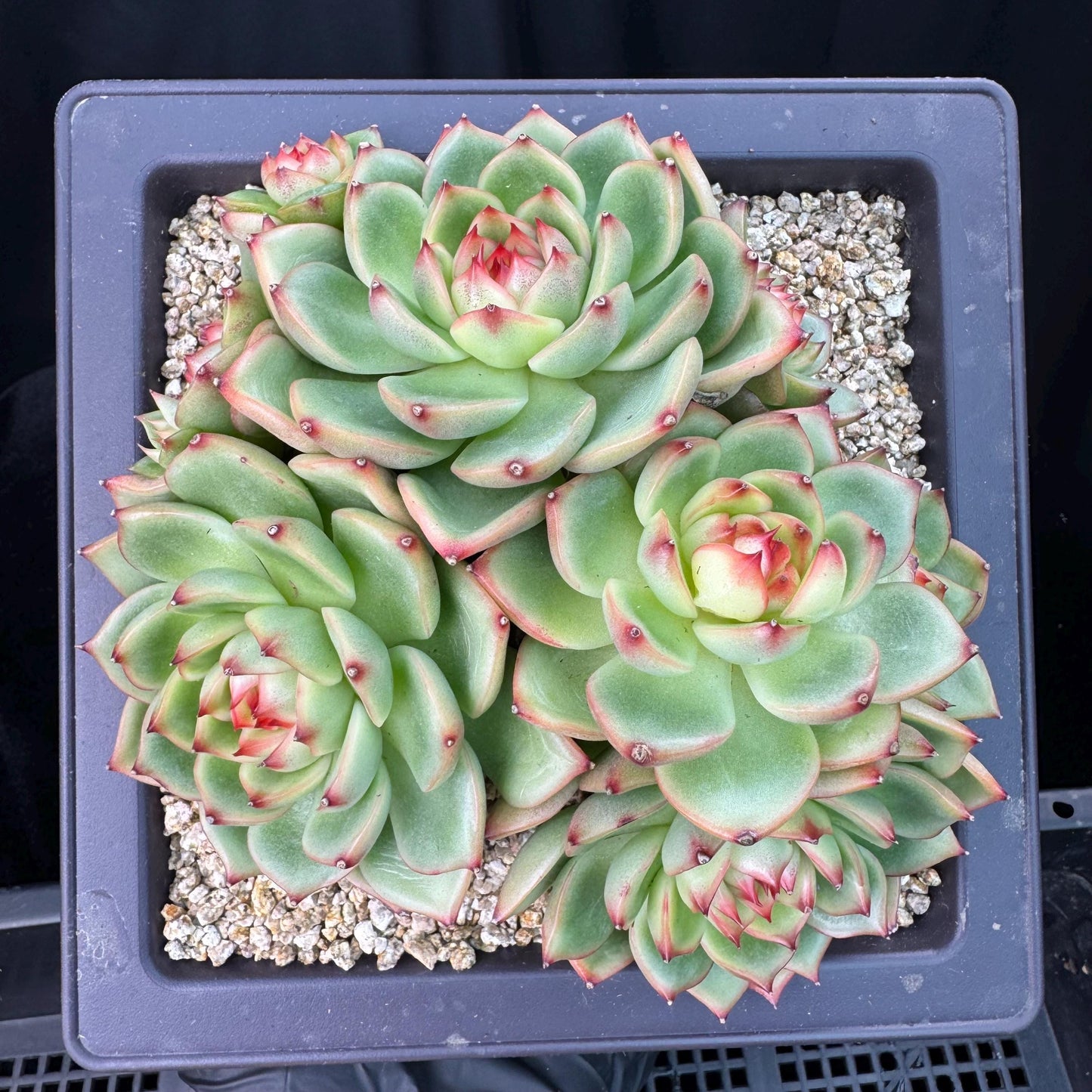 Echeveria  ‘Blue dragon hybrid ’,  6.1inches - J25