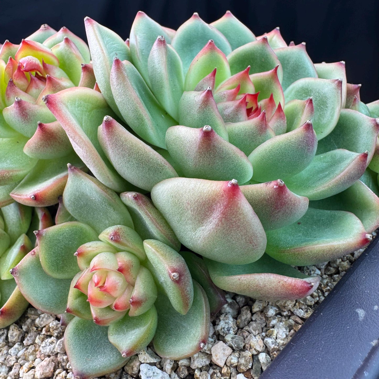 Echeveria  ‘Blue dragon hybrid ’,  6.1inches - J25