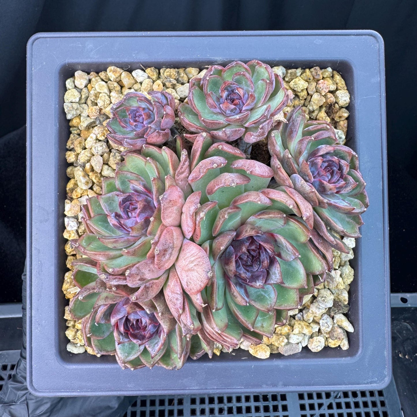 Echeveria' Blue Berry', 5.4inches, J13